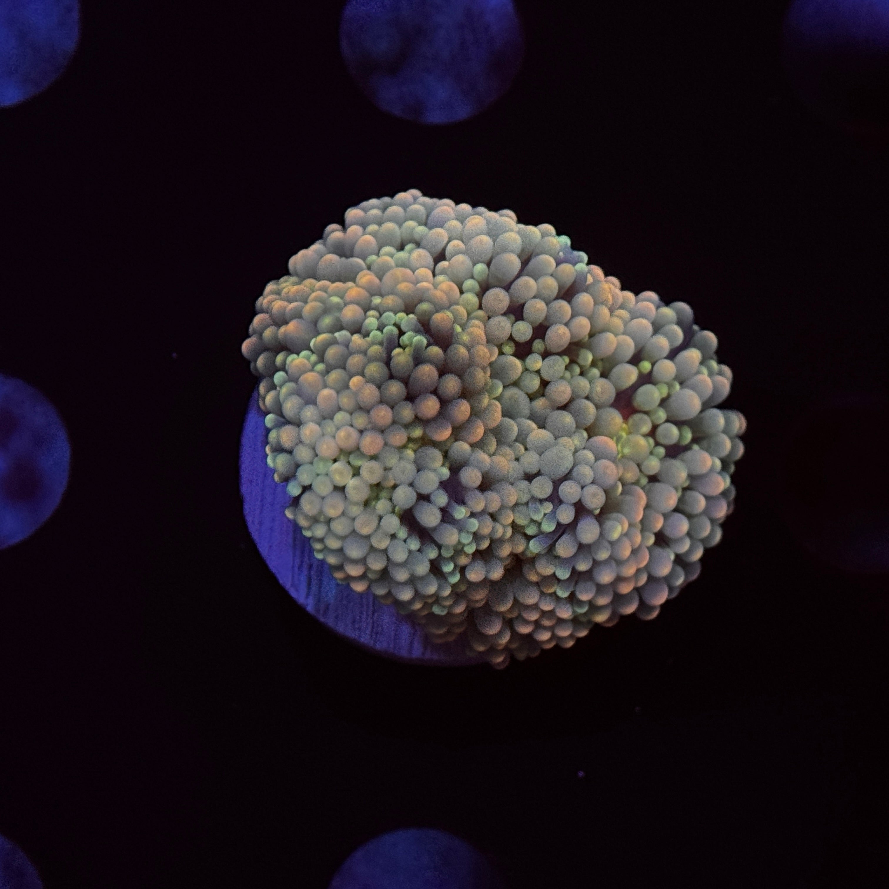 Rainbow Ricordea Mushroom