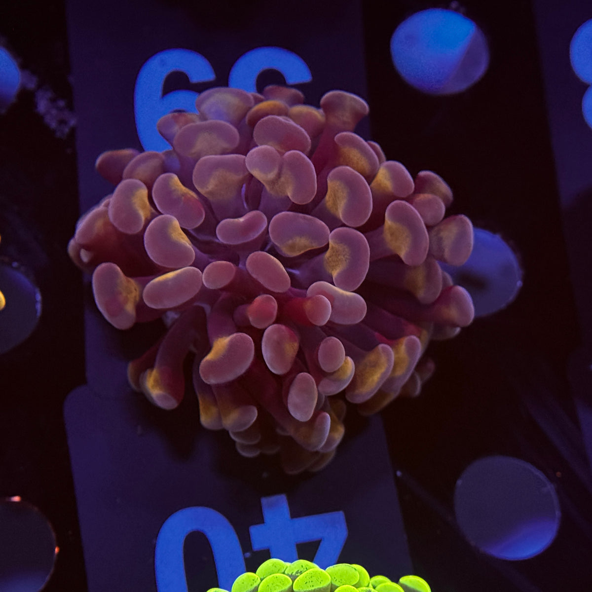 Dayglow Hammer