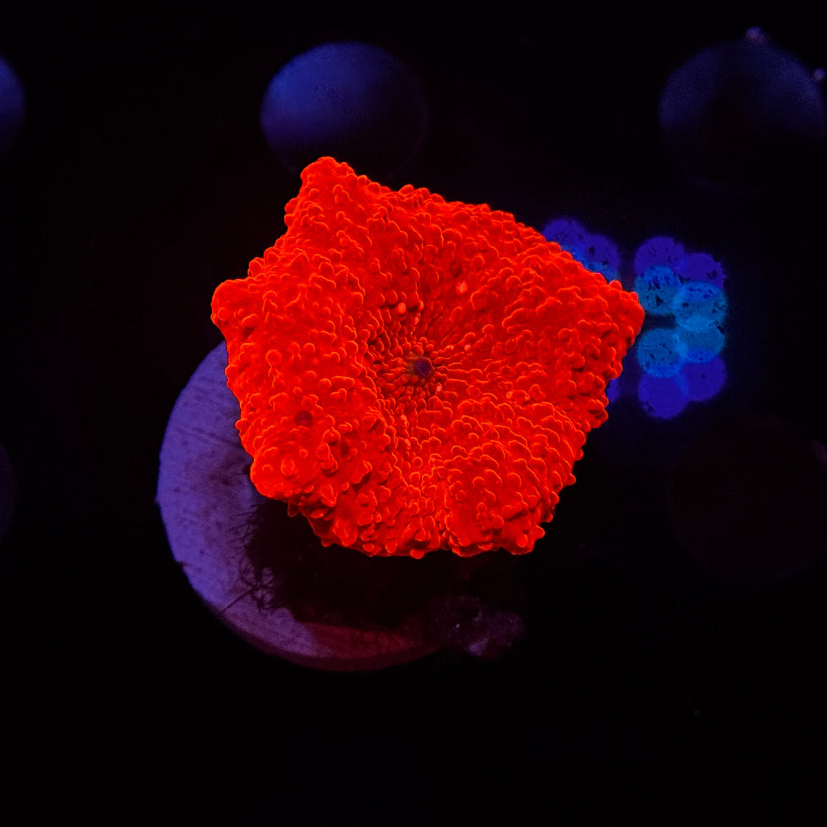 Neon Orange Discosoma Mushroom