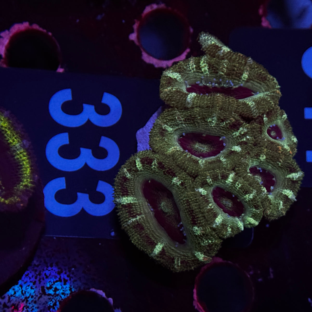 Forest Green Acan Lord Cluster