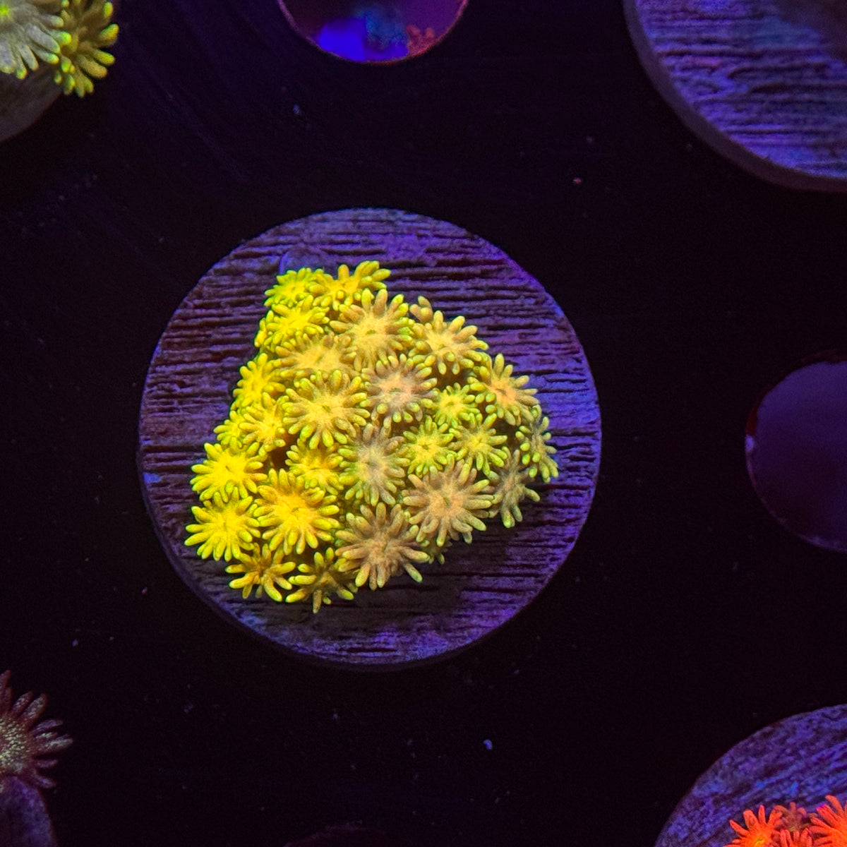 Rainbow Goniopora