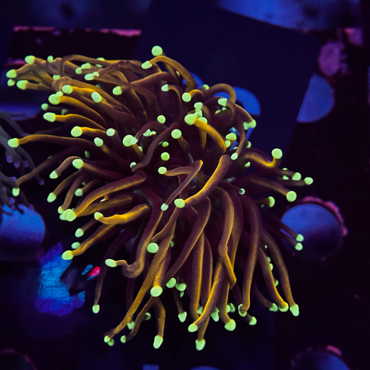 Neon Tip Orange Peel Torch