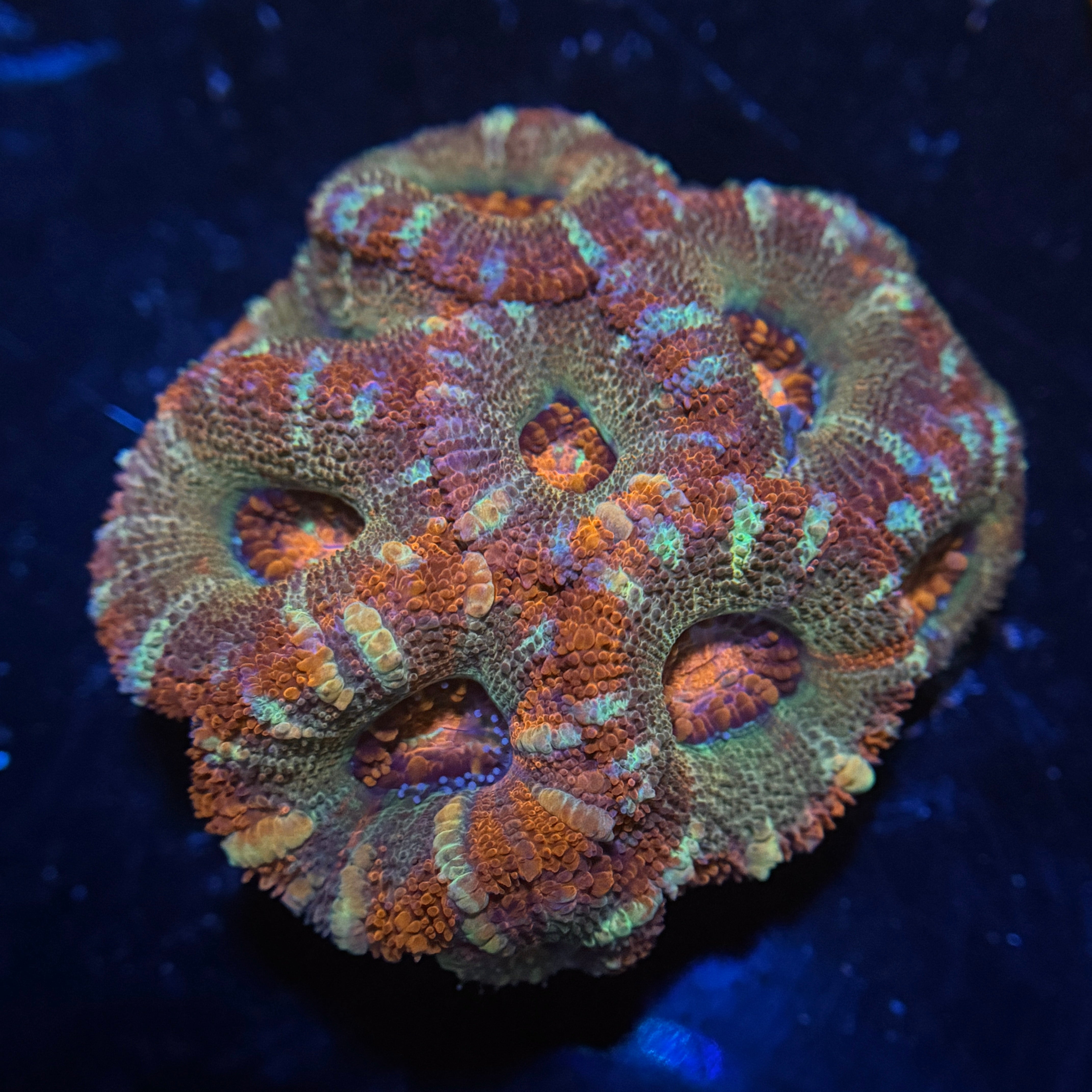 Tomato Acan Lord