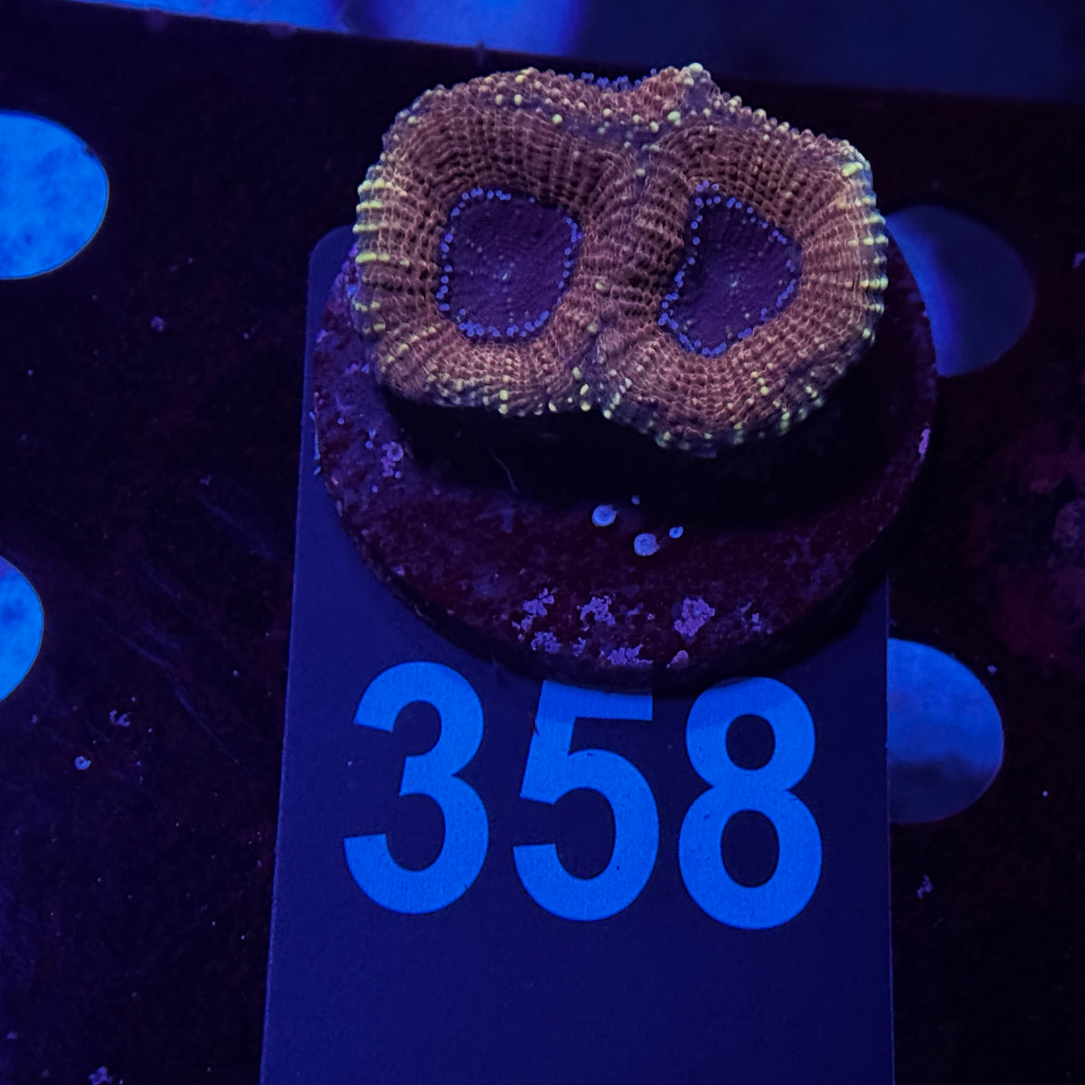 Gold Acan Echinata