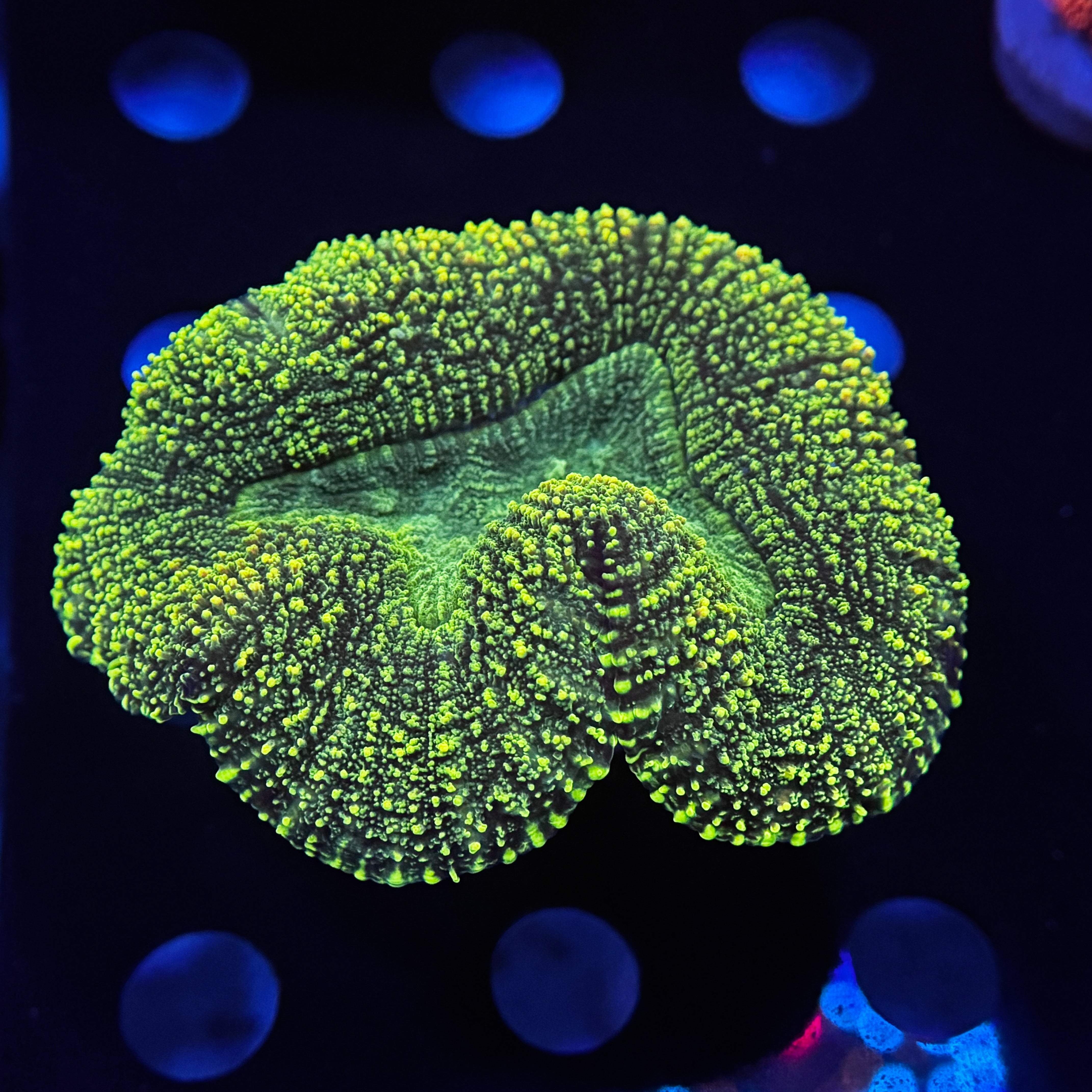 Neon Green Aussie Lobophyllia
