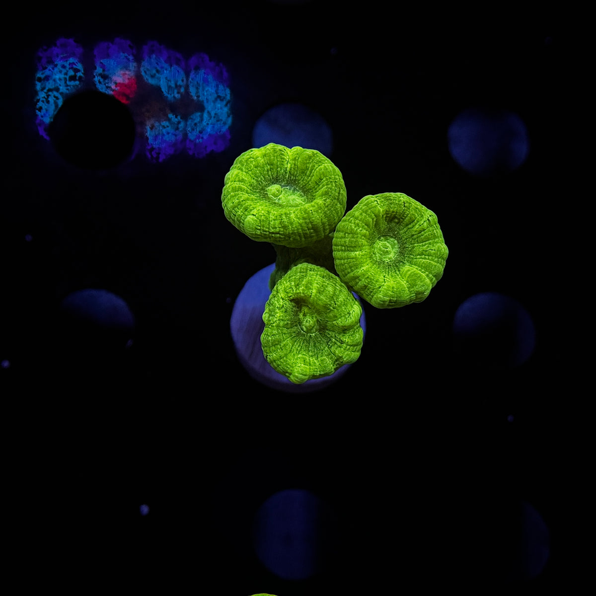 Neon Green Candy Canes