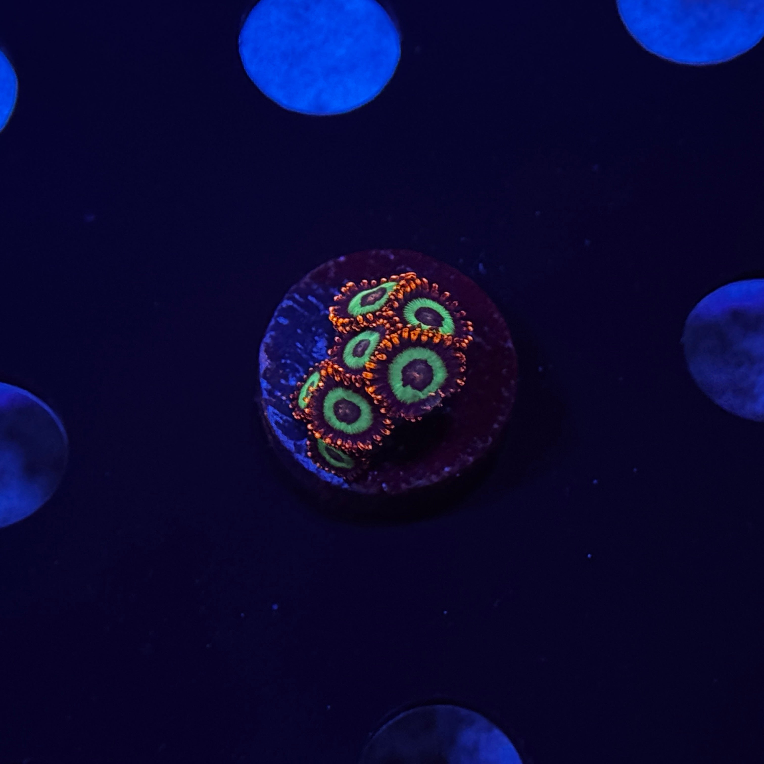 Emerald on Fire Zoanthids