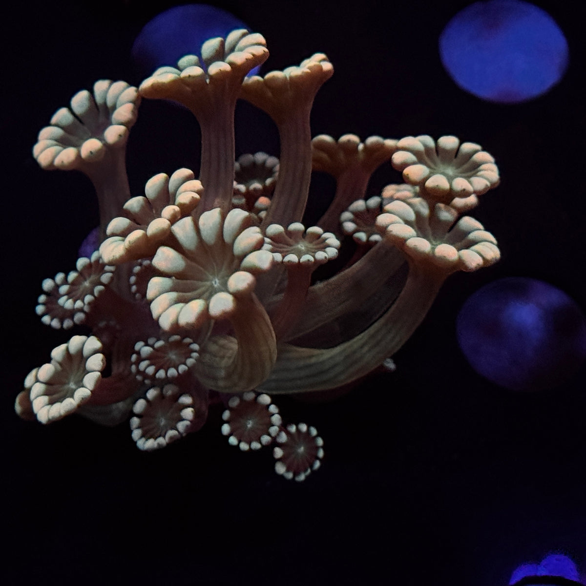 Rainbow Alveopora
