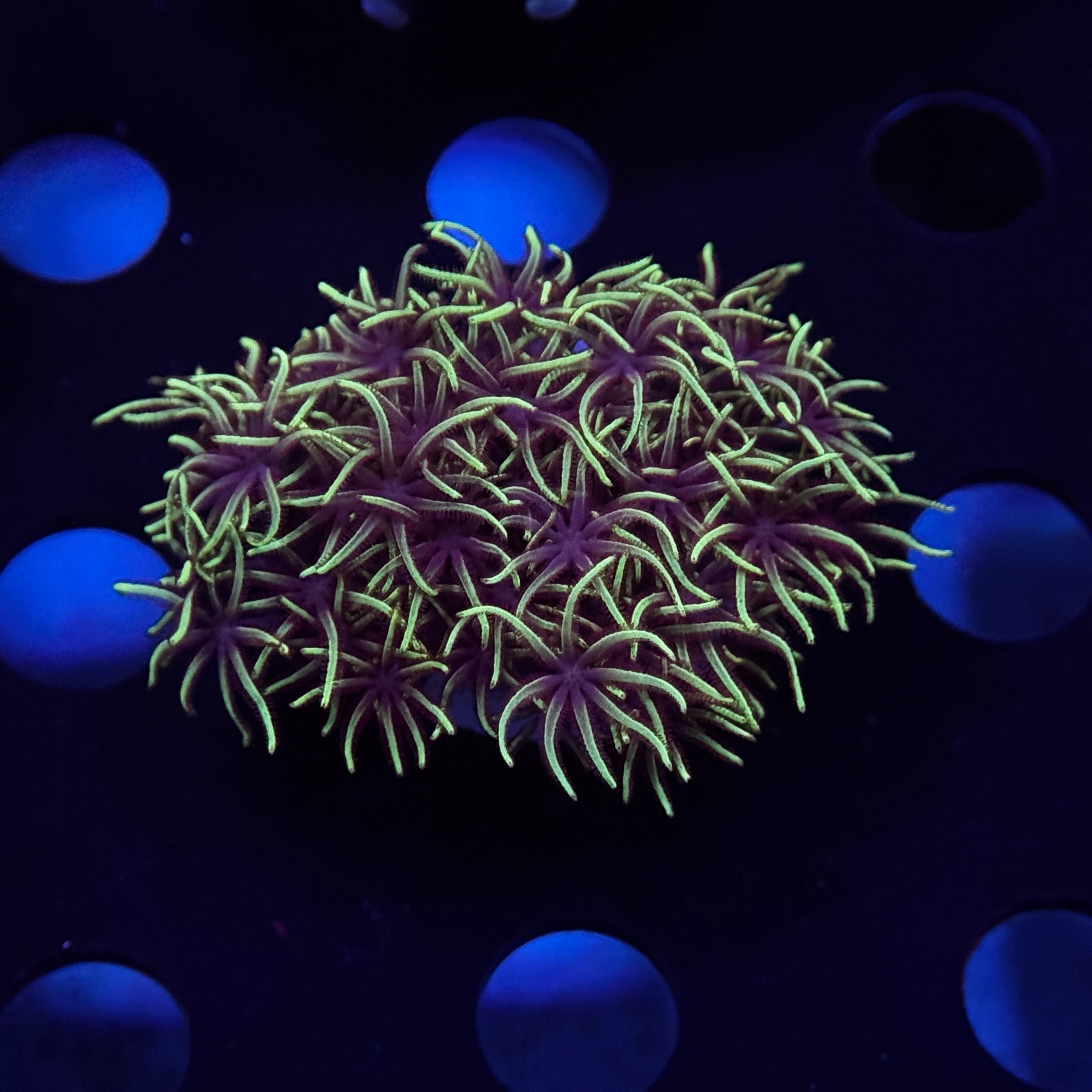 Green Star Polyps
