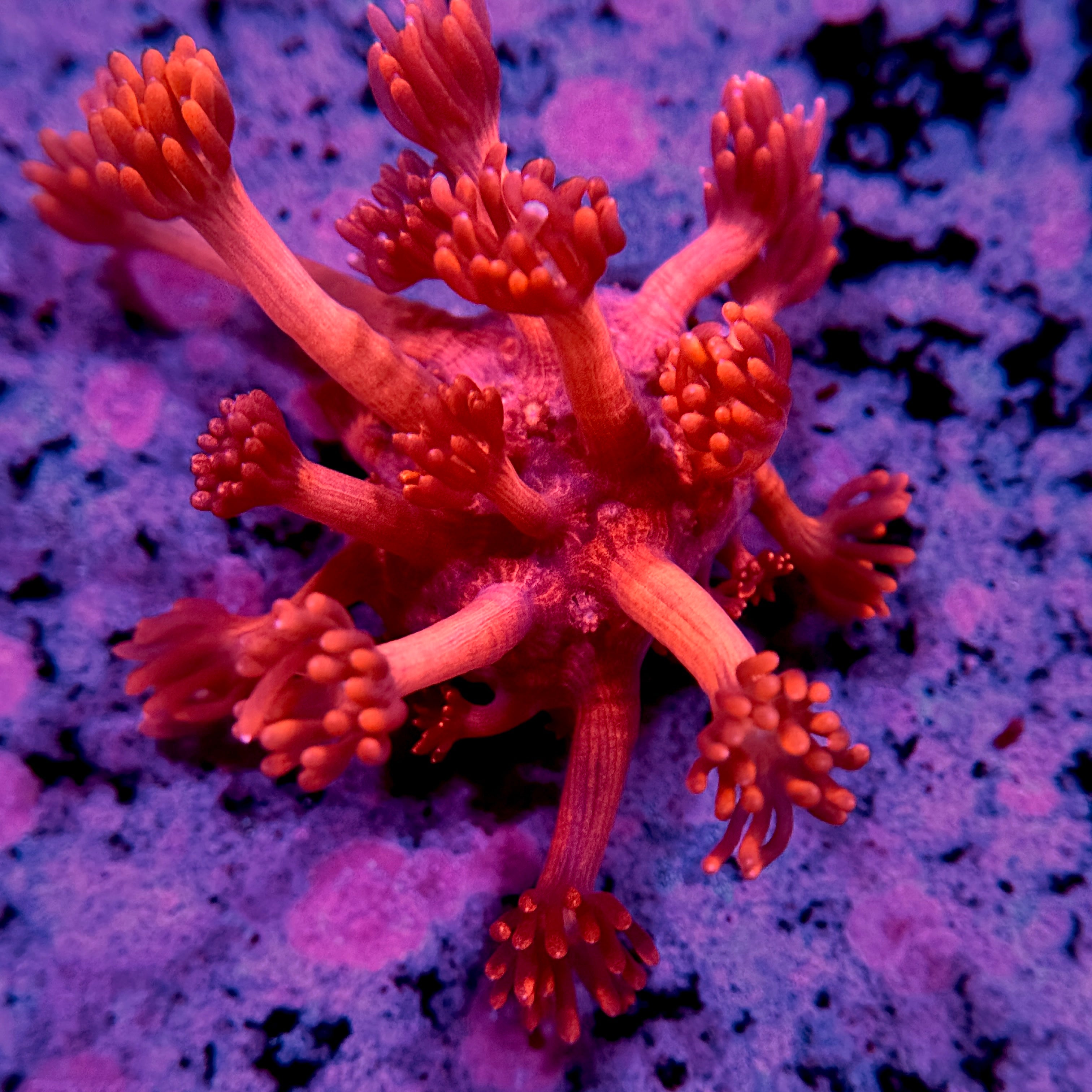 Ruby Red Goniopora