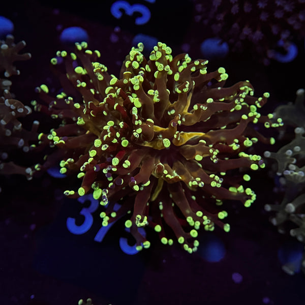 Neon Splatter Frogspawn