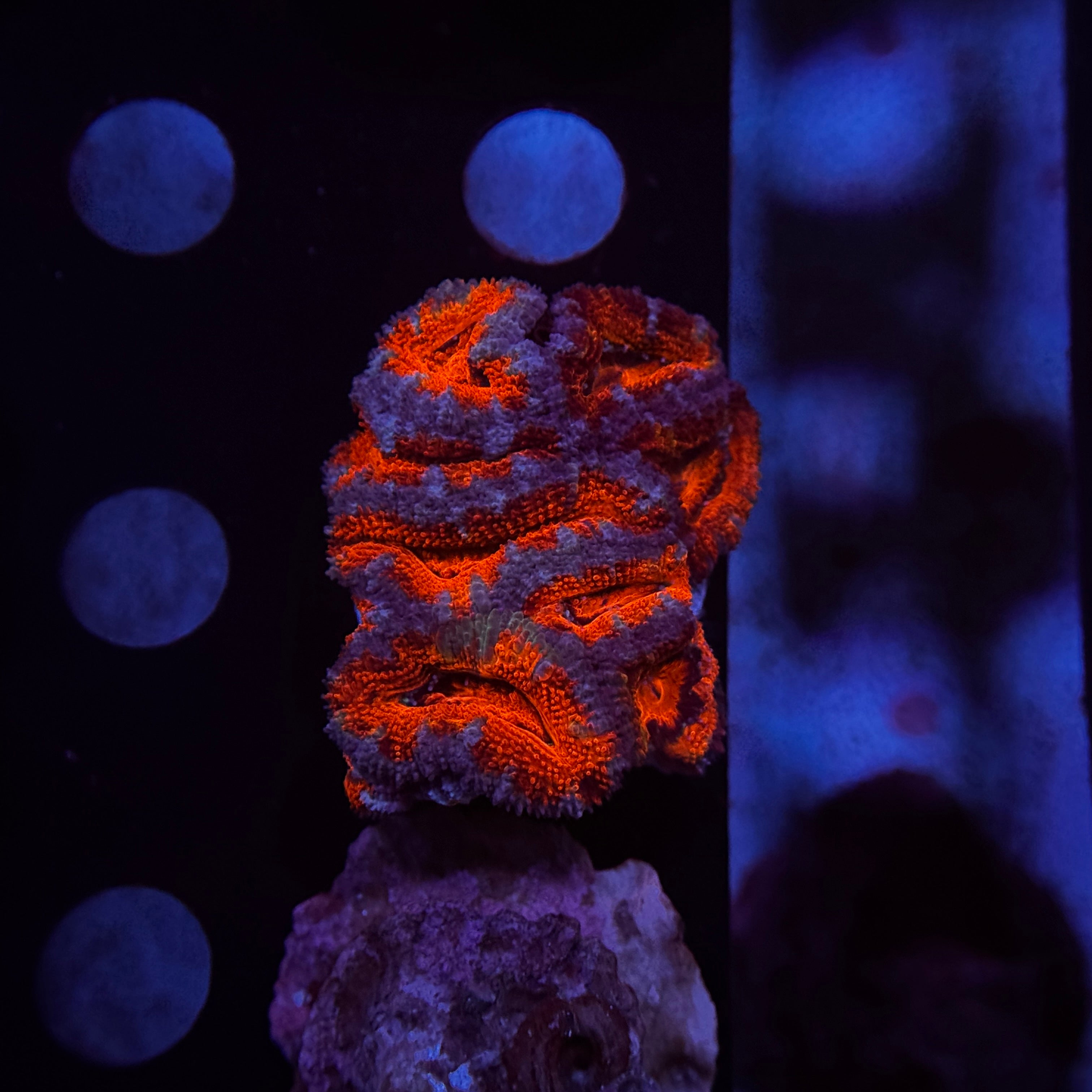 Red Acan Lord