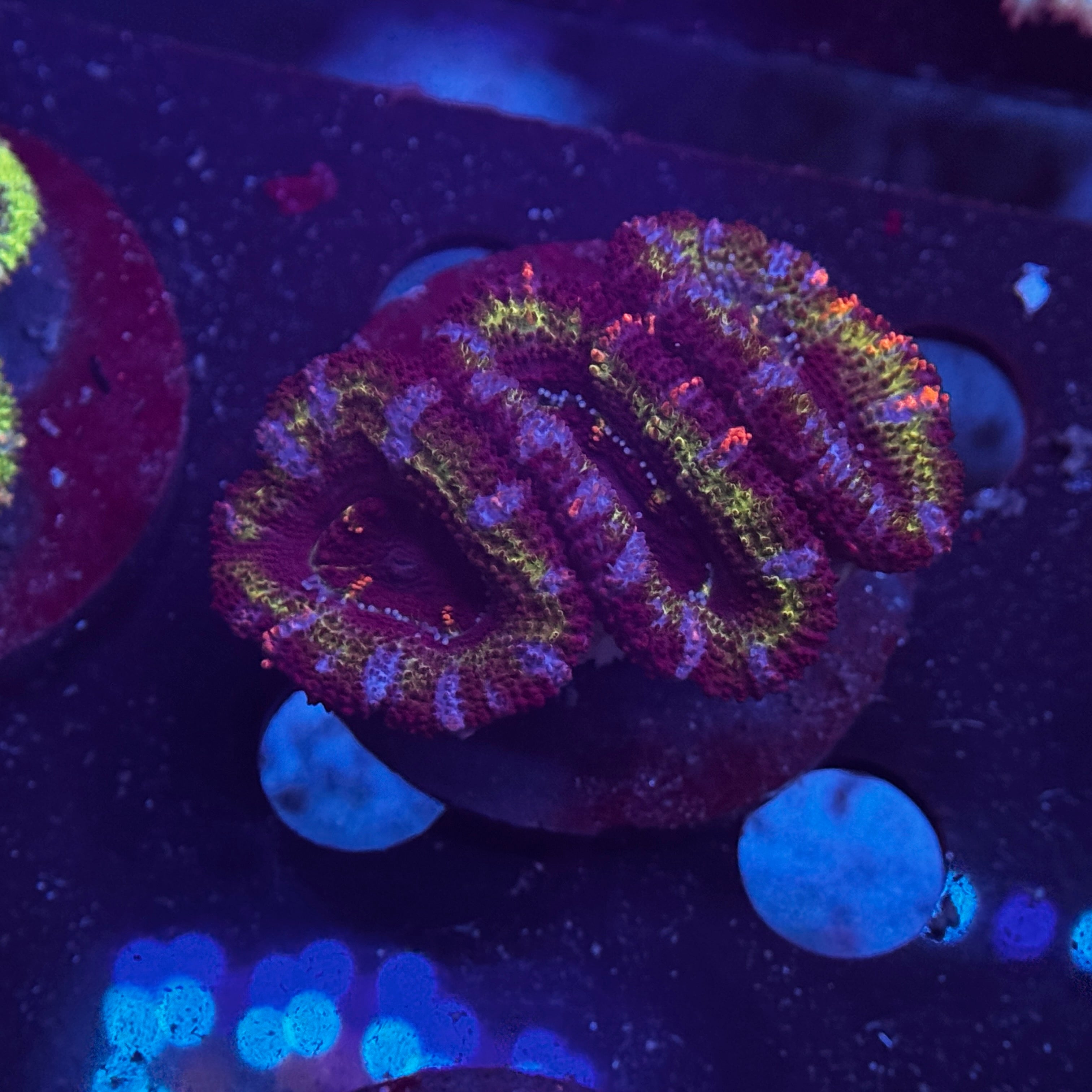 Rainbow Acan Lord