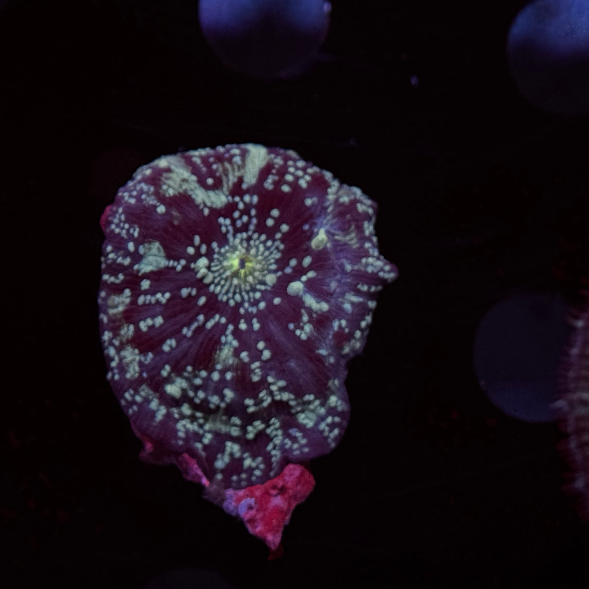 Cosmic Stardust Discosoma Mushroom