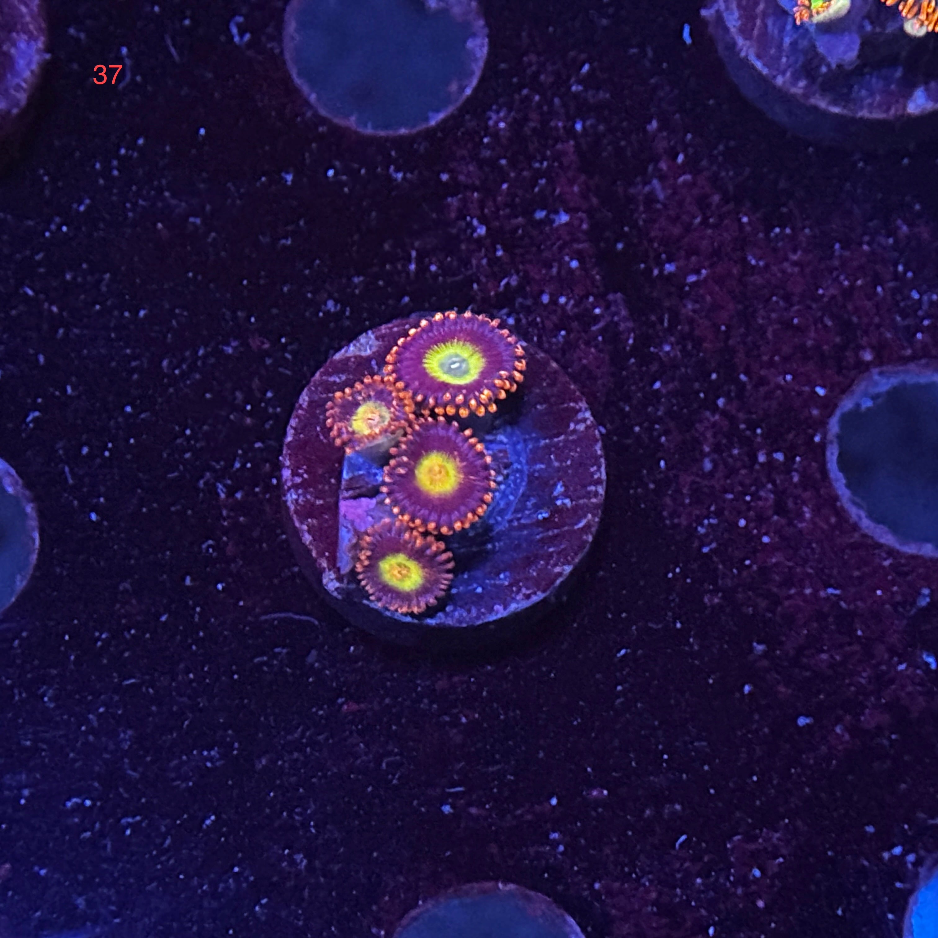 Zoanthids
