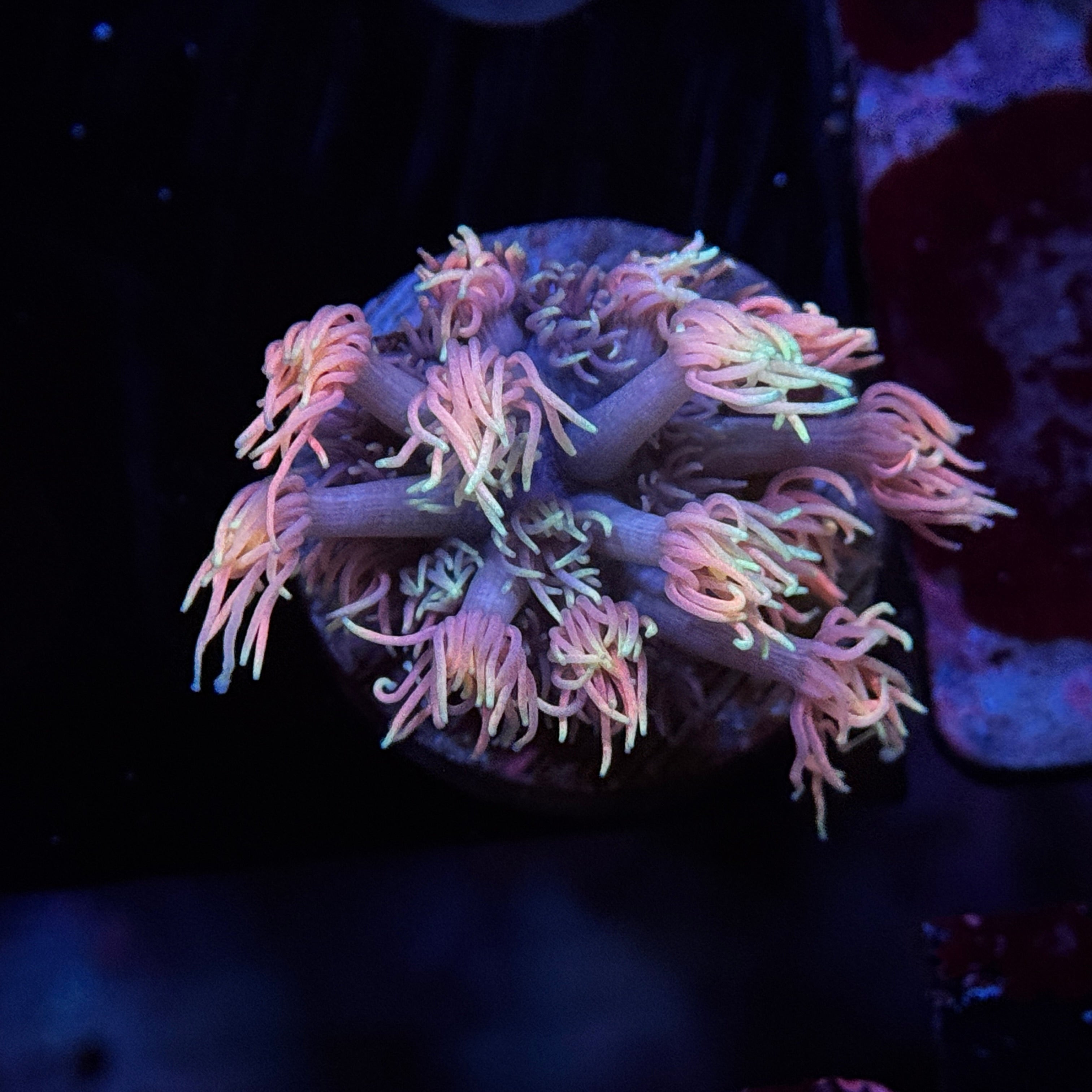 Rainbow Goniopora