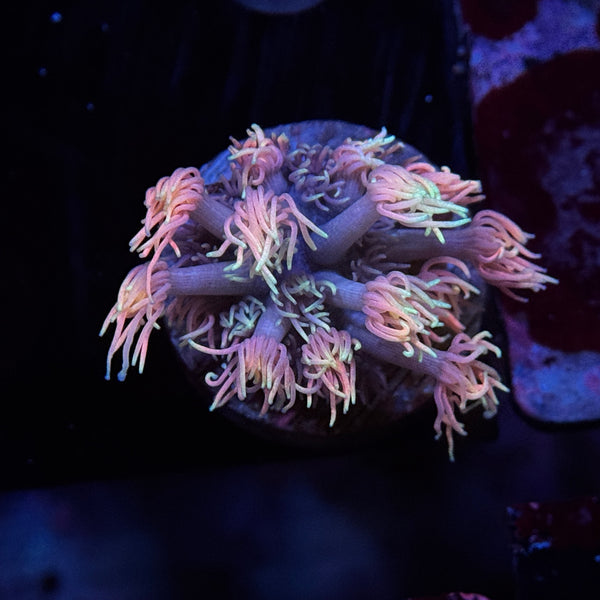 Rainbow Goniopora