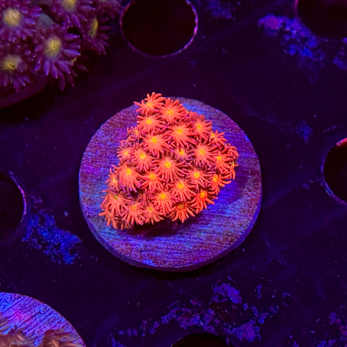 Dark Daisy Goniopora