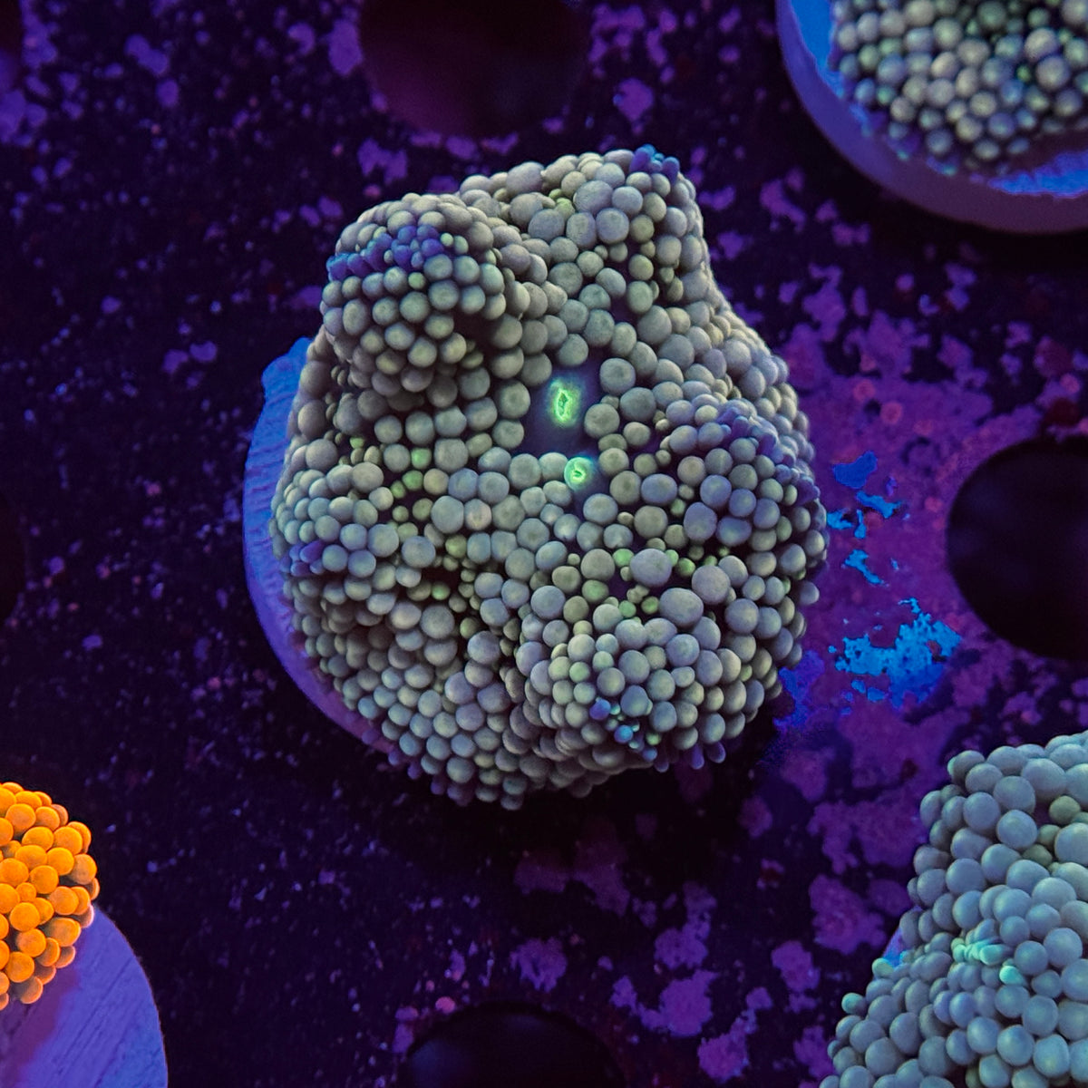 Rainbow Ricordea Mushroom