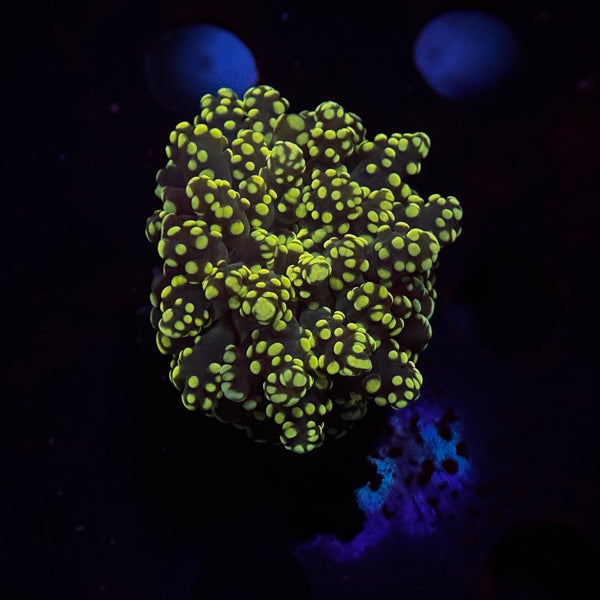 Neon Green Yaeyamaensis Frogspawn