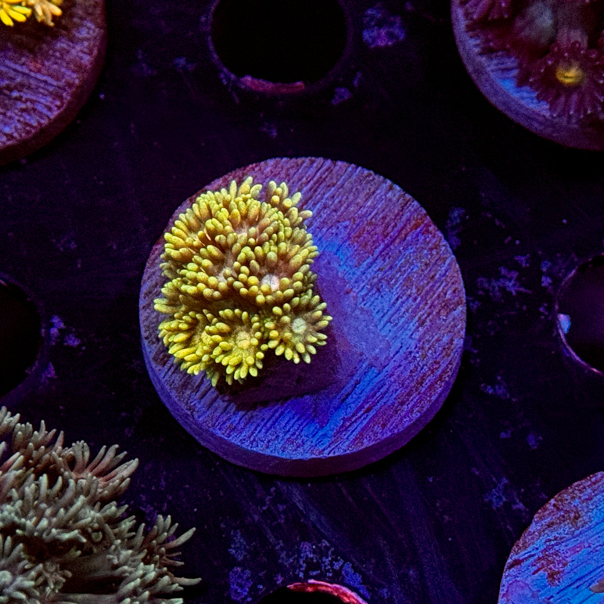 Tequilla Sunrise Goniopora
