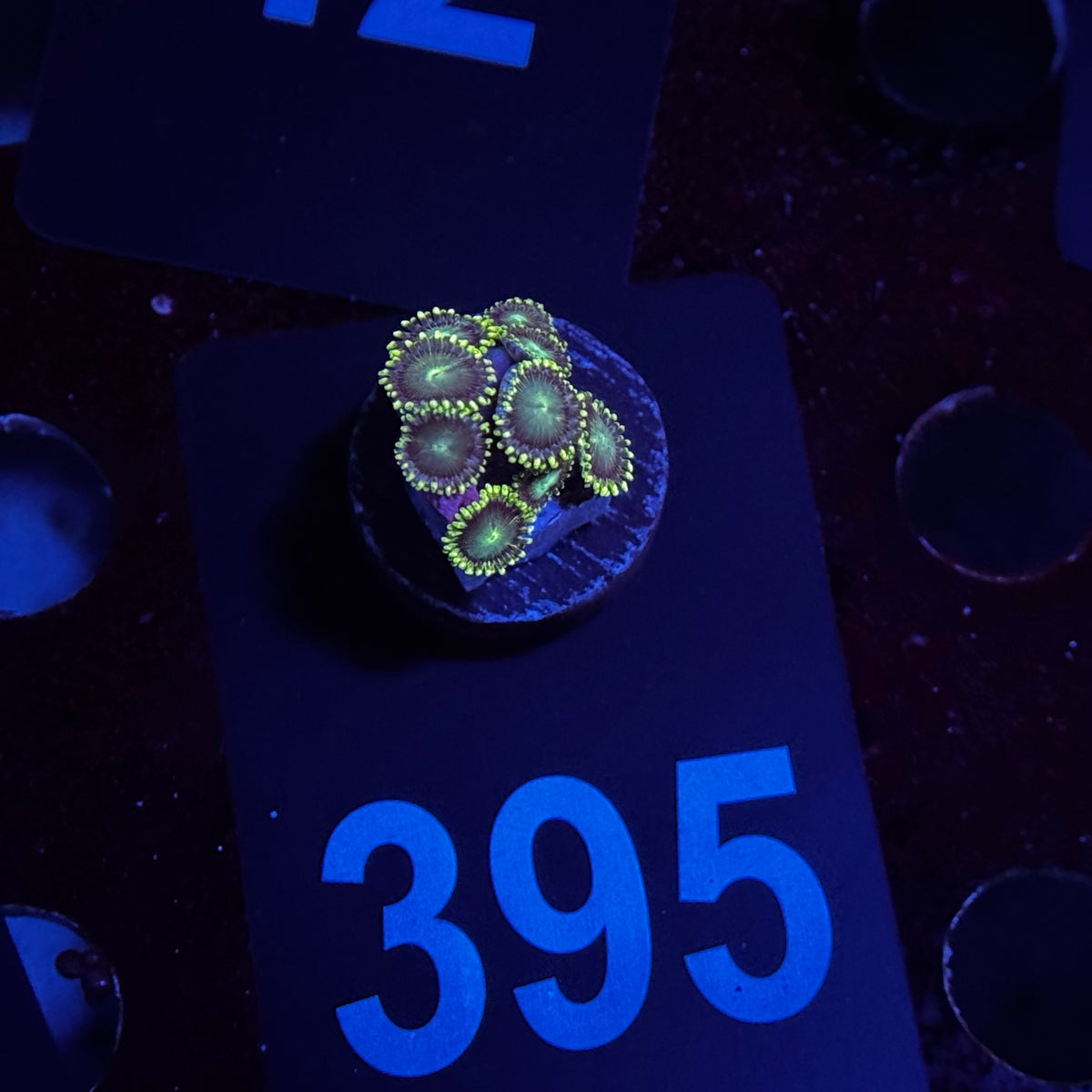 Zoanthids