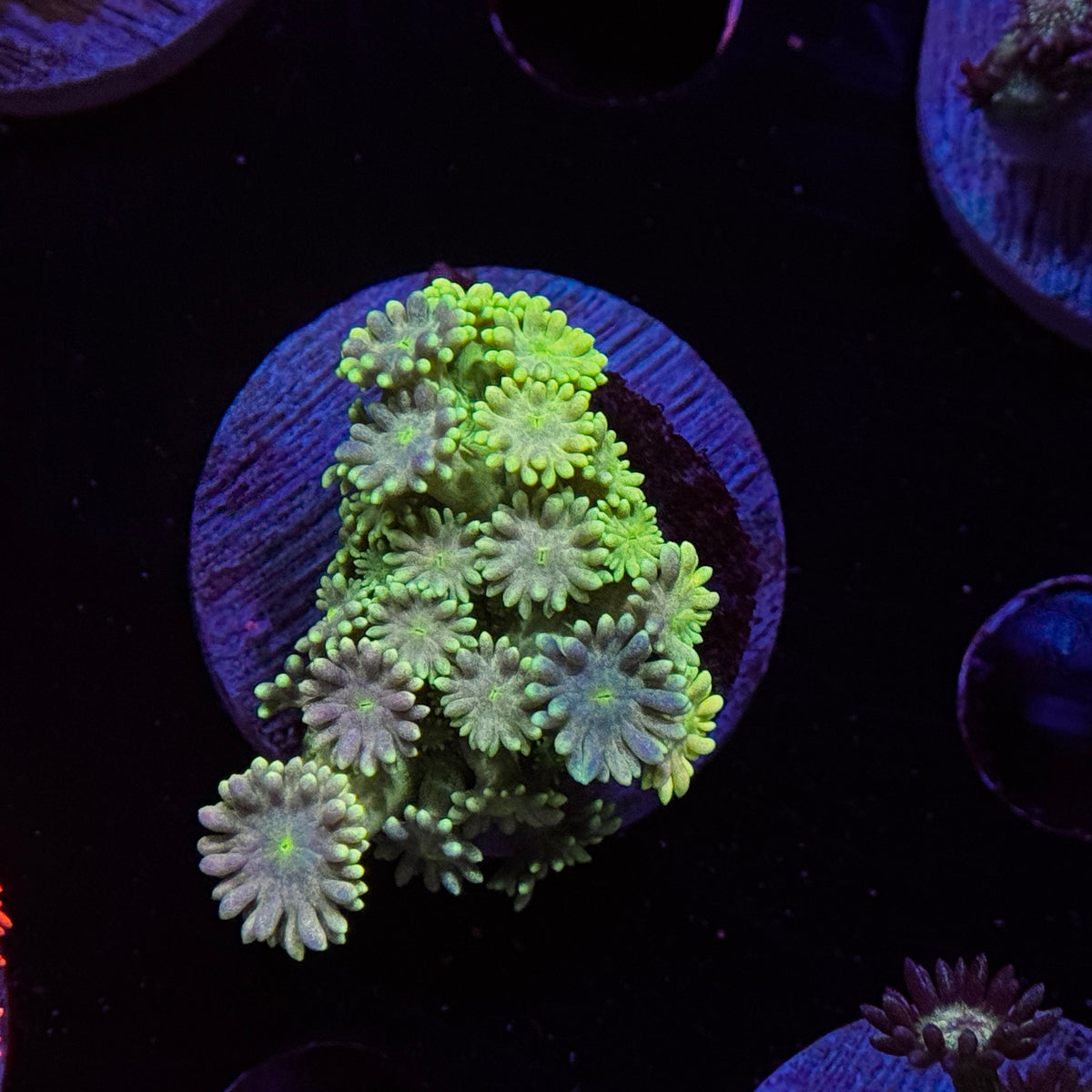Starburst Goniopora