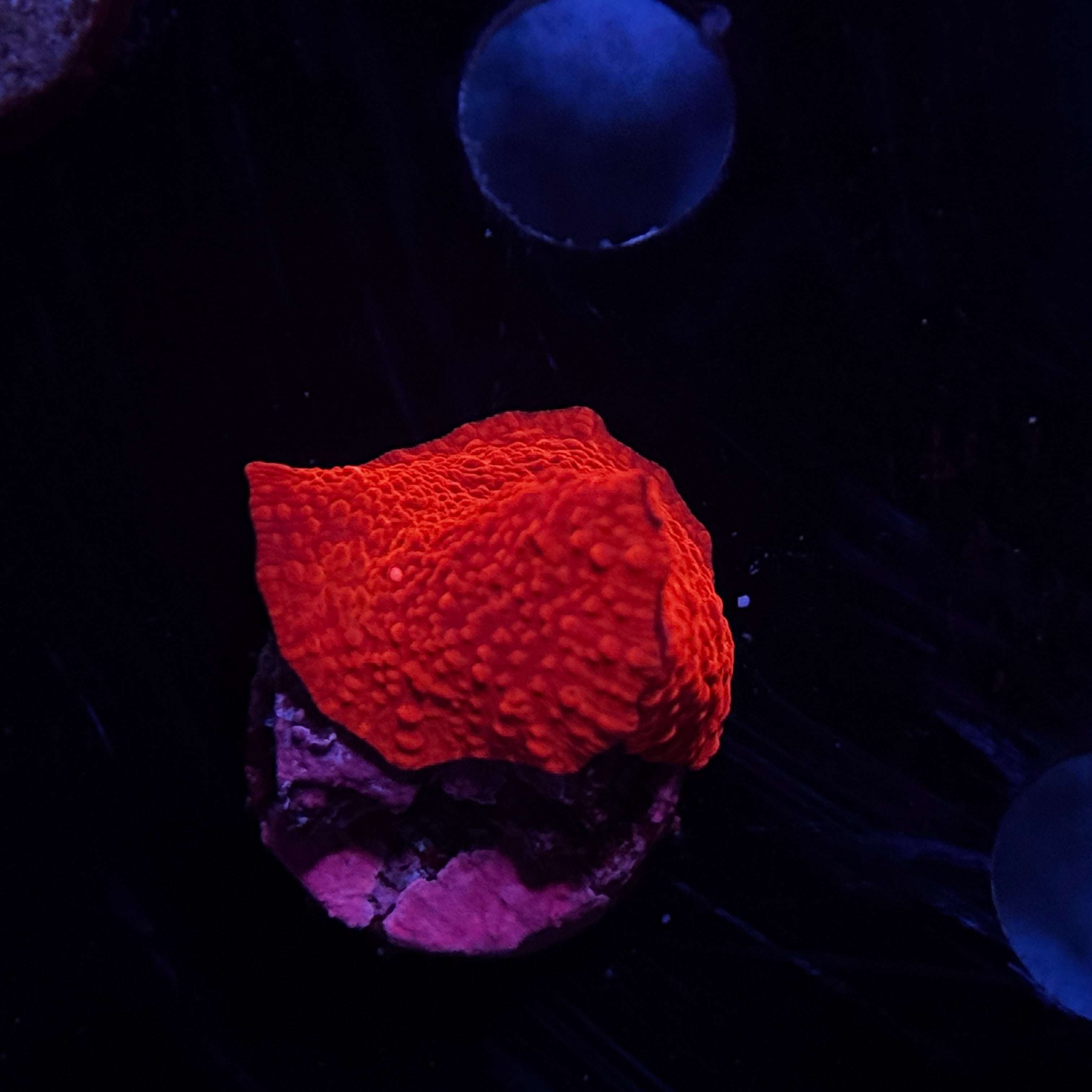 Neon Orange Discosoma