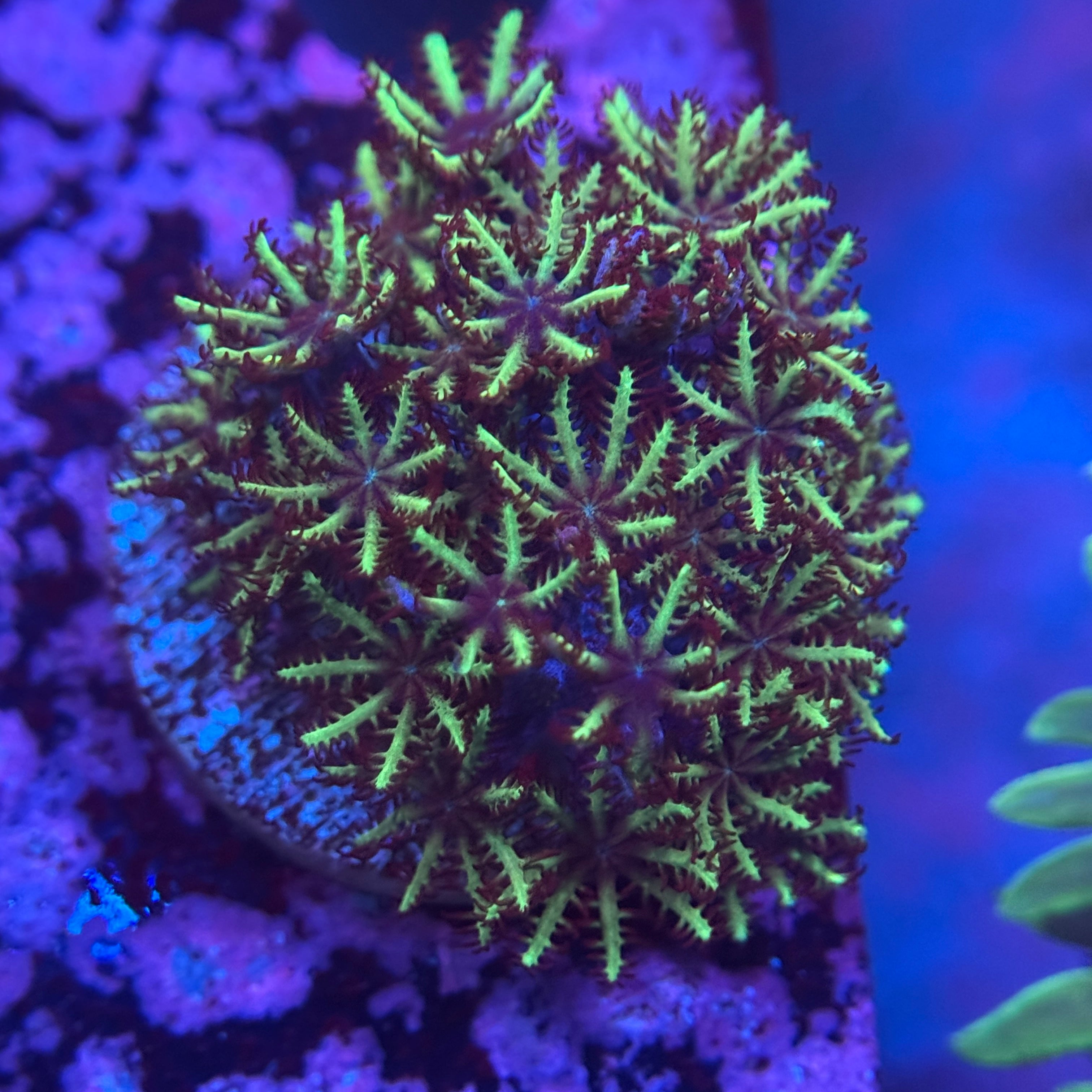 Blue/Green Sympodium