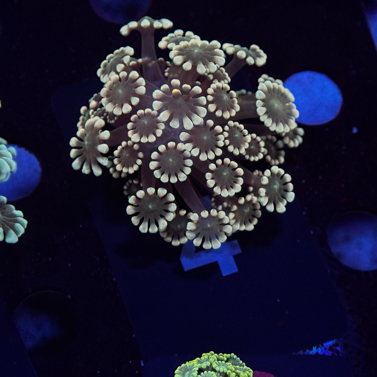 Irish Alveopora