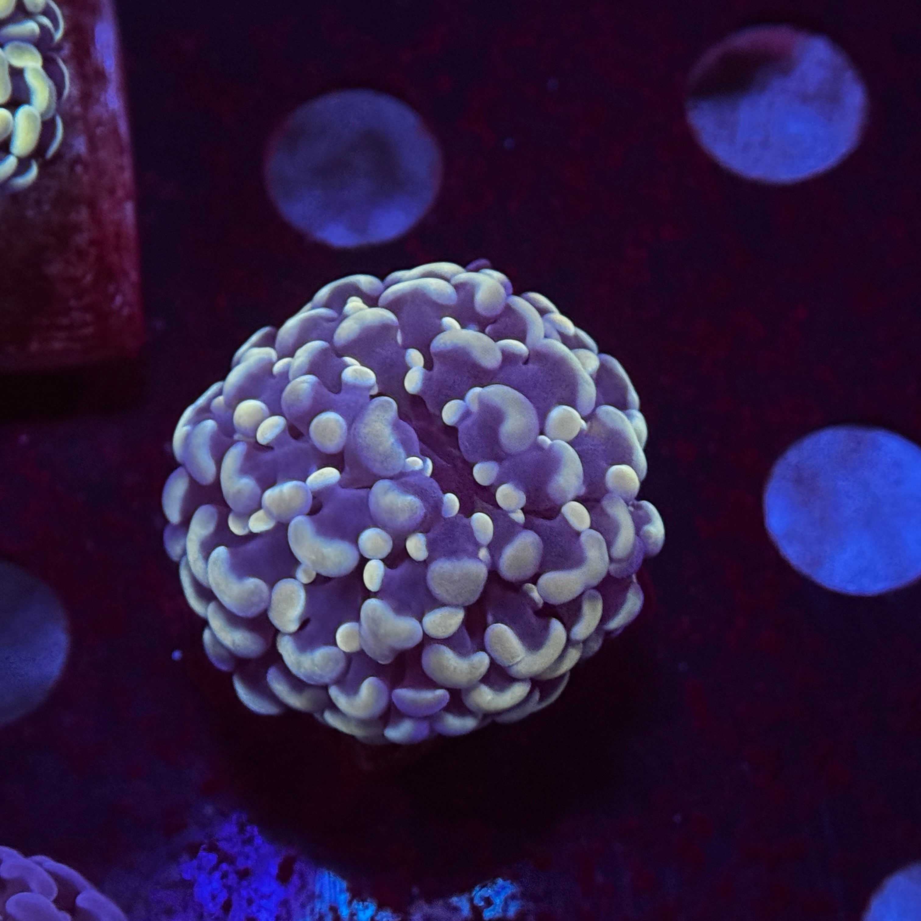 Australian Kingspawn <br> (Show Piece) 👑