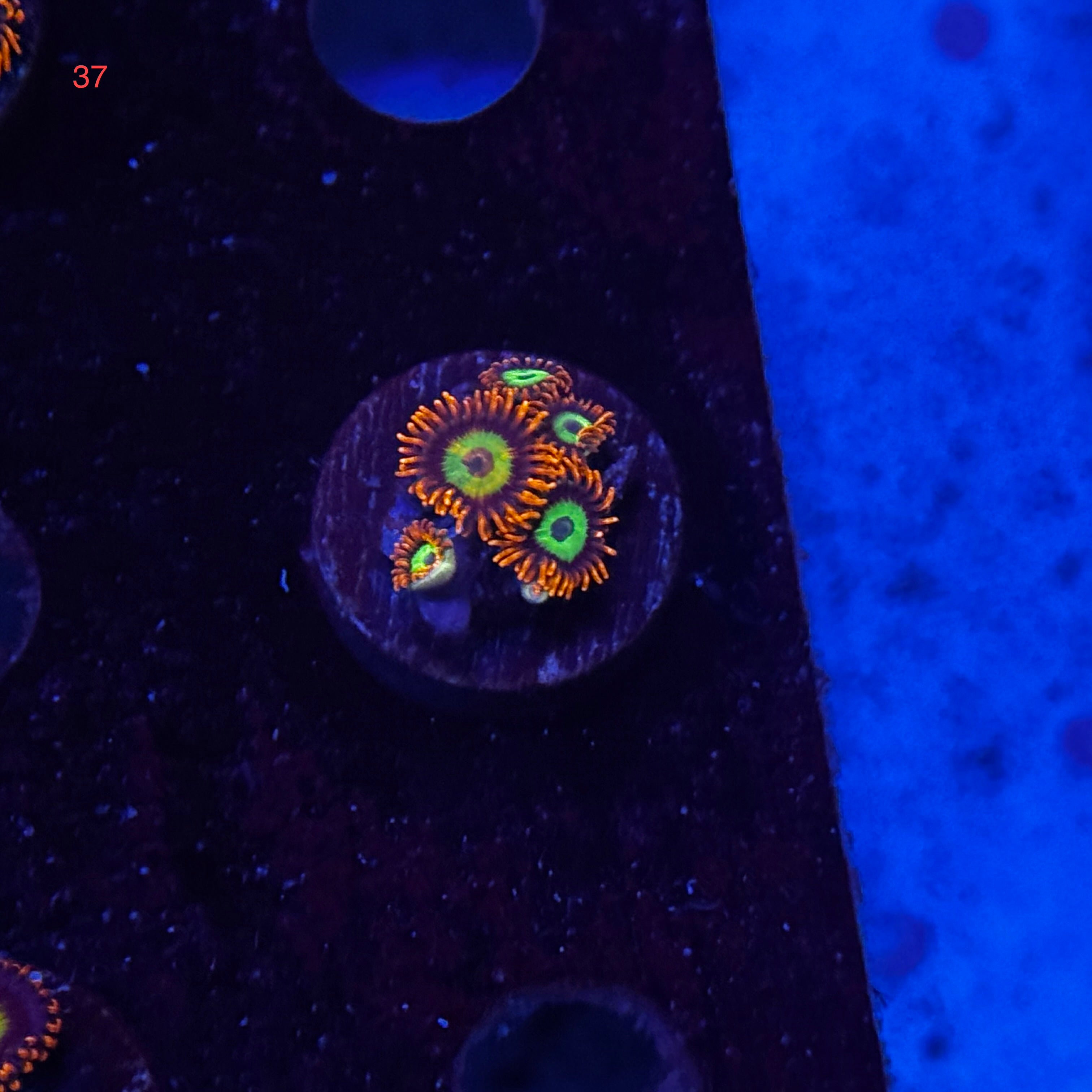 Zoanthids