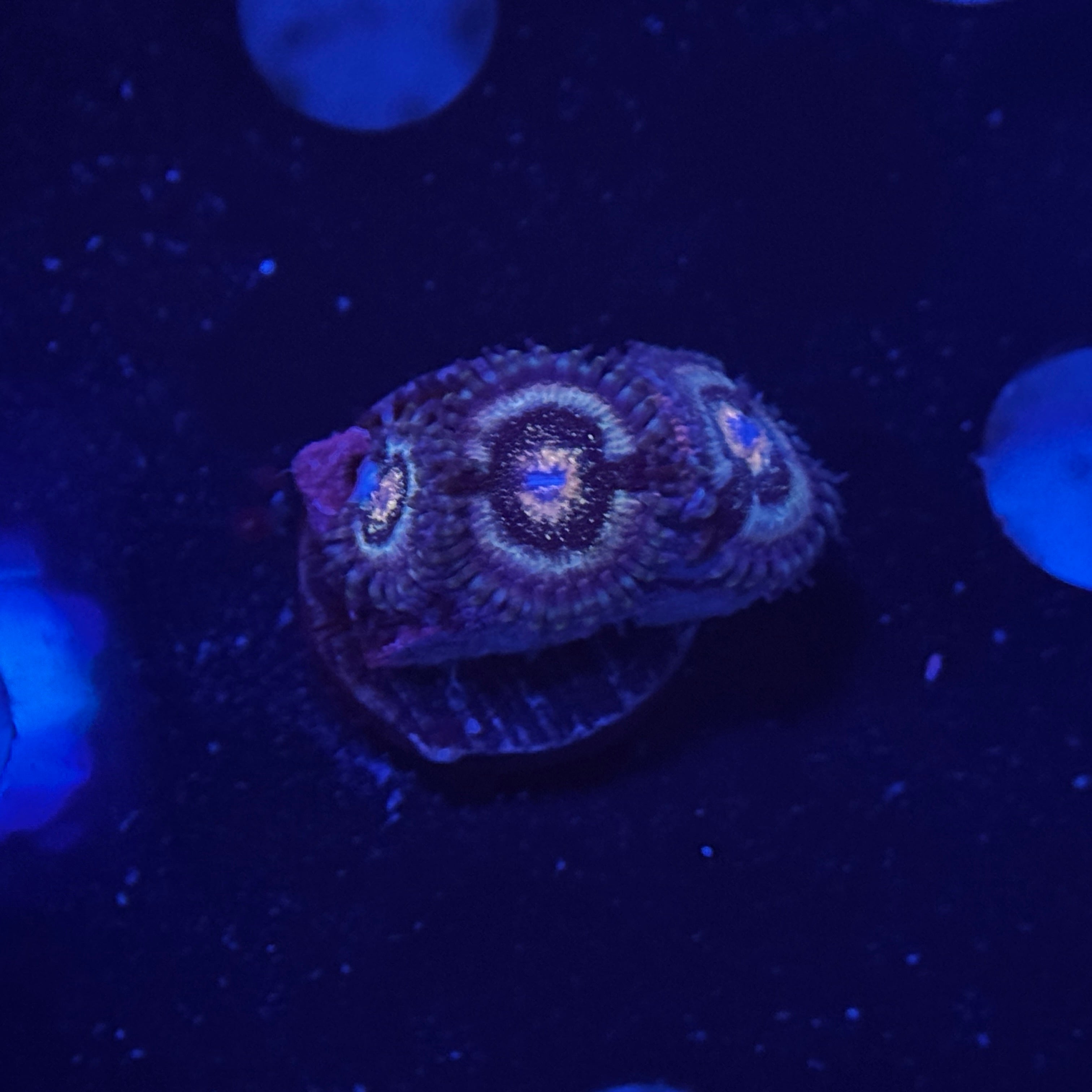 Pink Lagoon Zoanthids