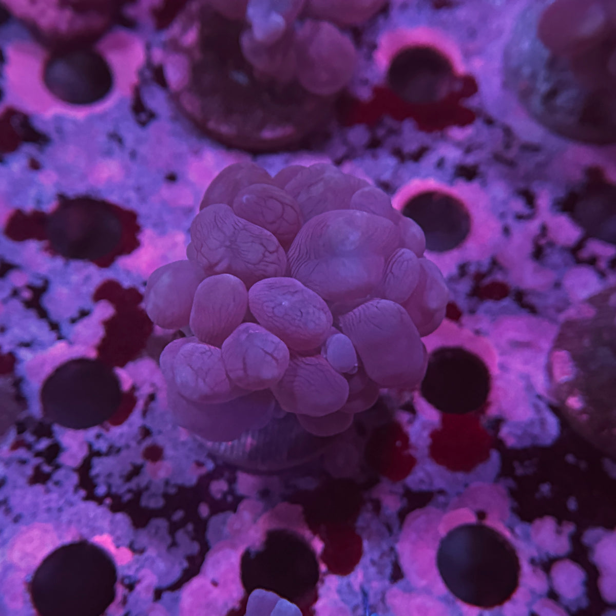Pink Bubble Coral