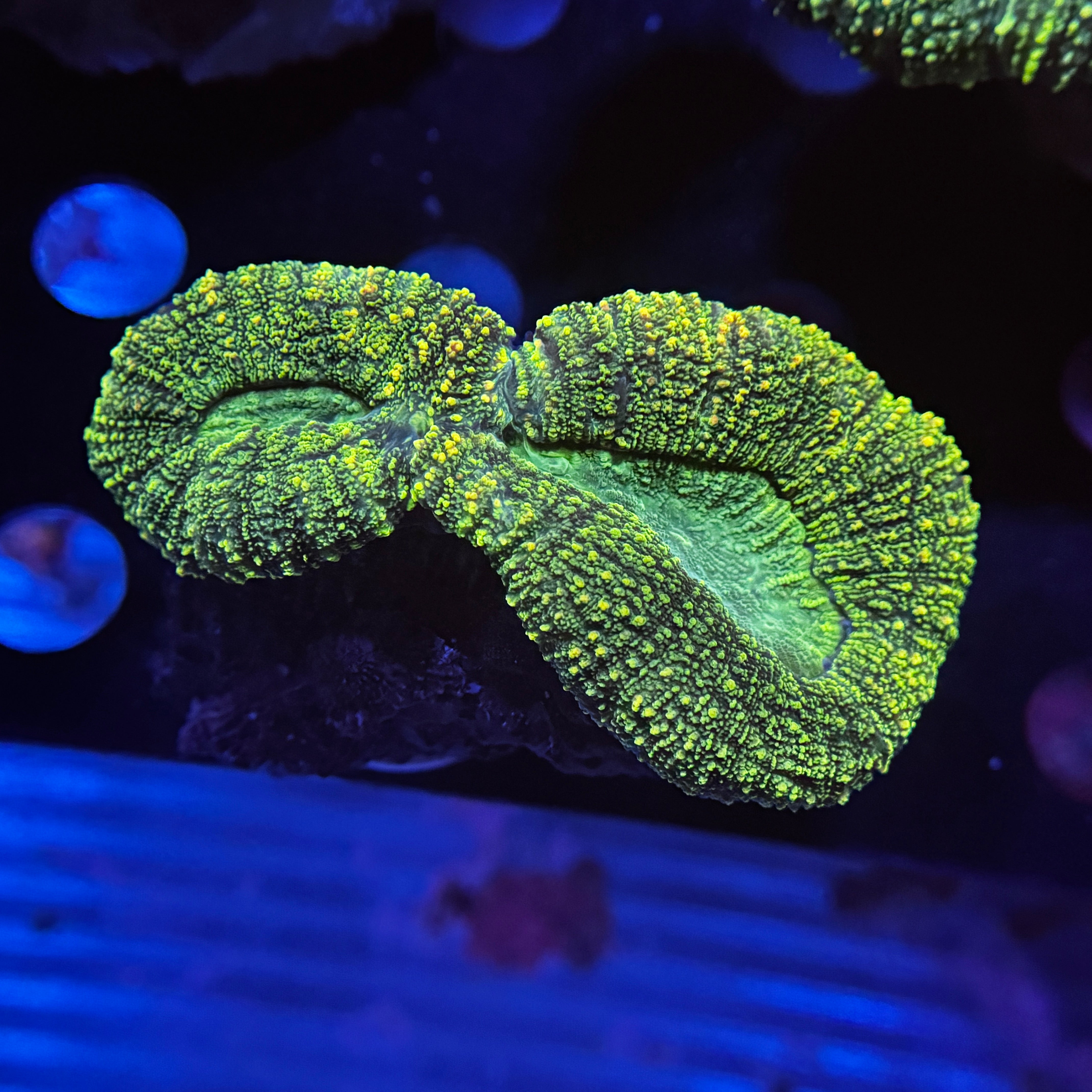 Toxic Green Lobophyllia