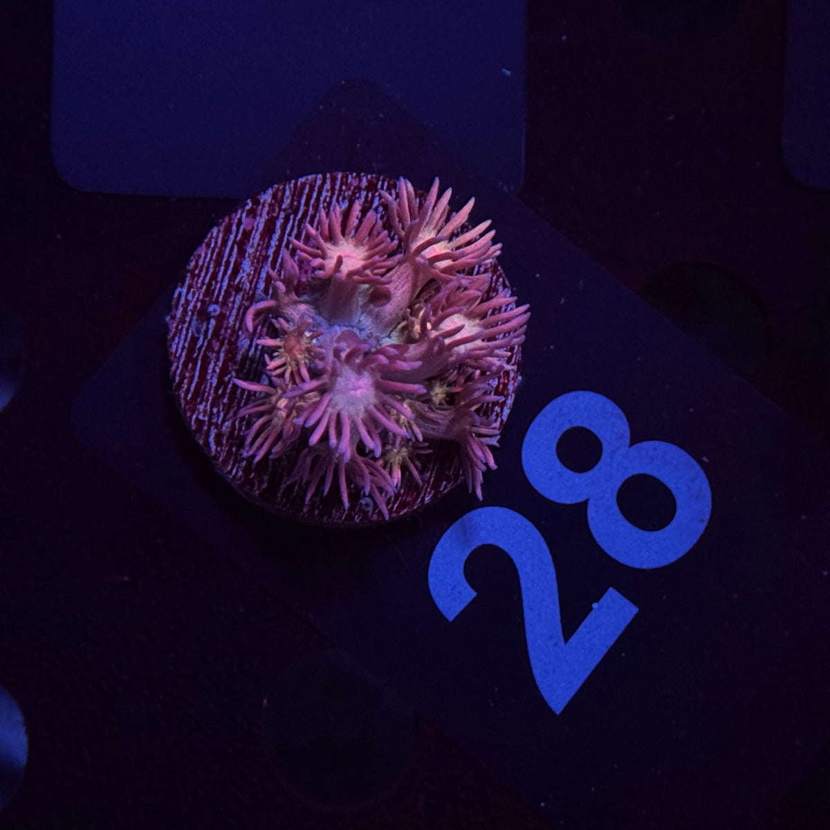 Tiger Bomb Goniopora