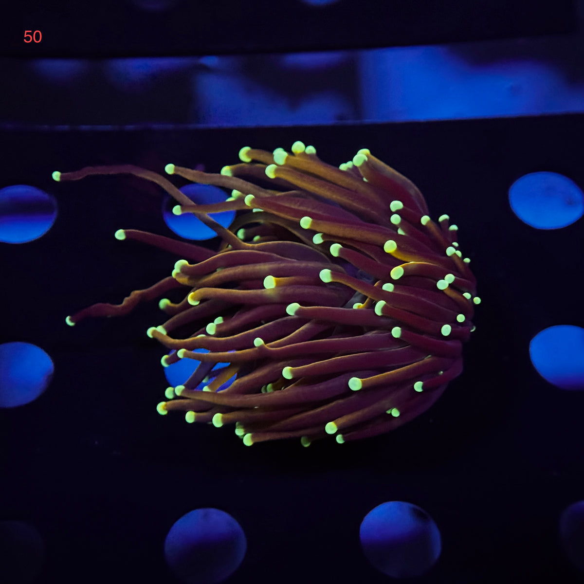 Neon Tip Gold Torch