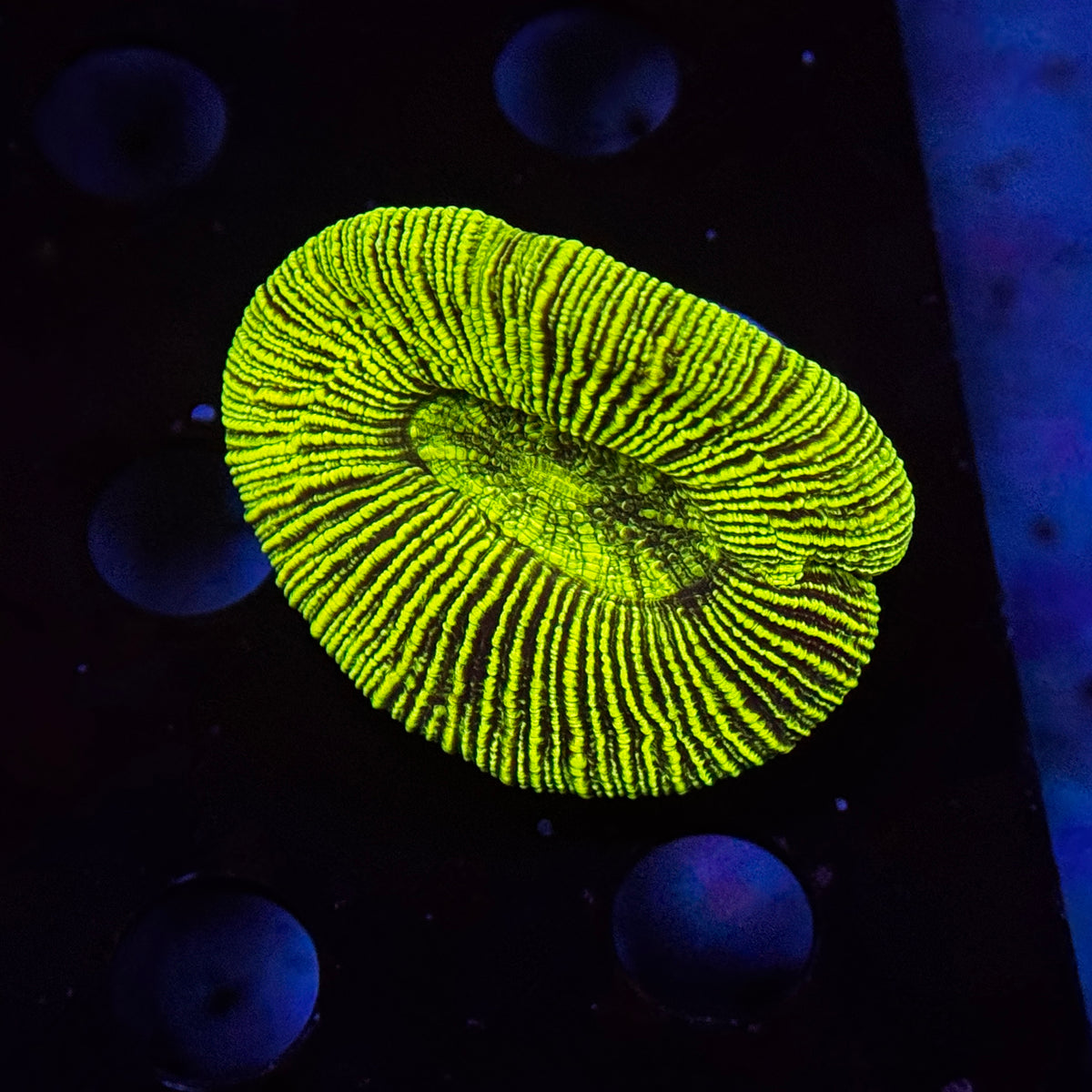 Neon Striped Green Aussie Trachy