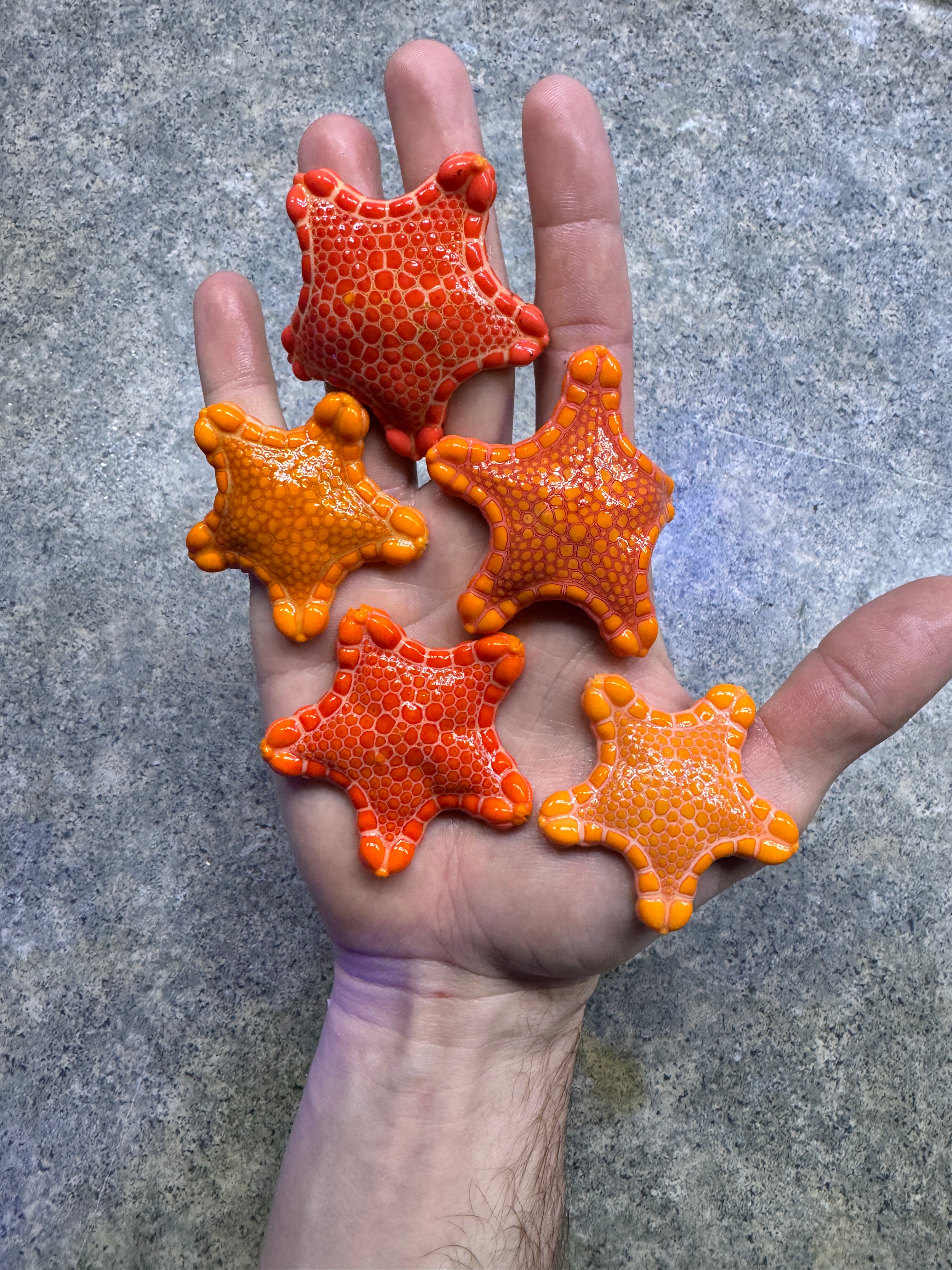 Australian Biscuit Sea Star