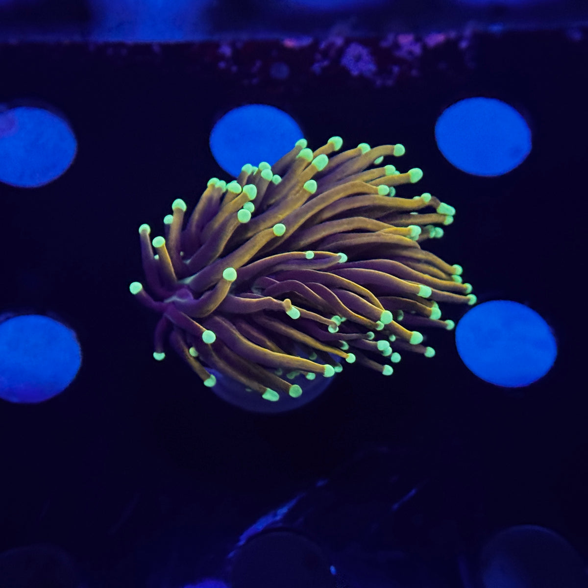 Neon Tip Orange Peel Torch