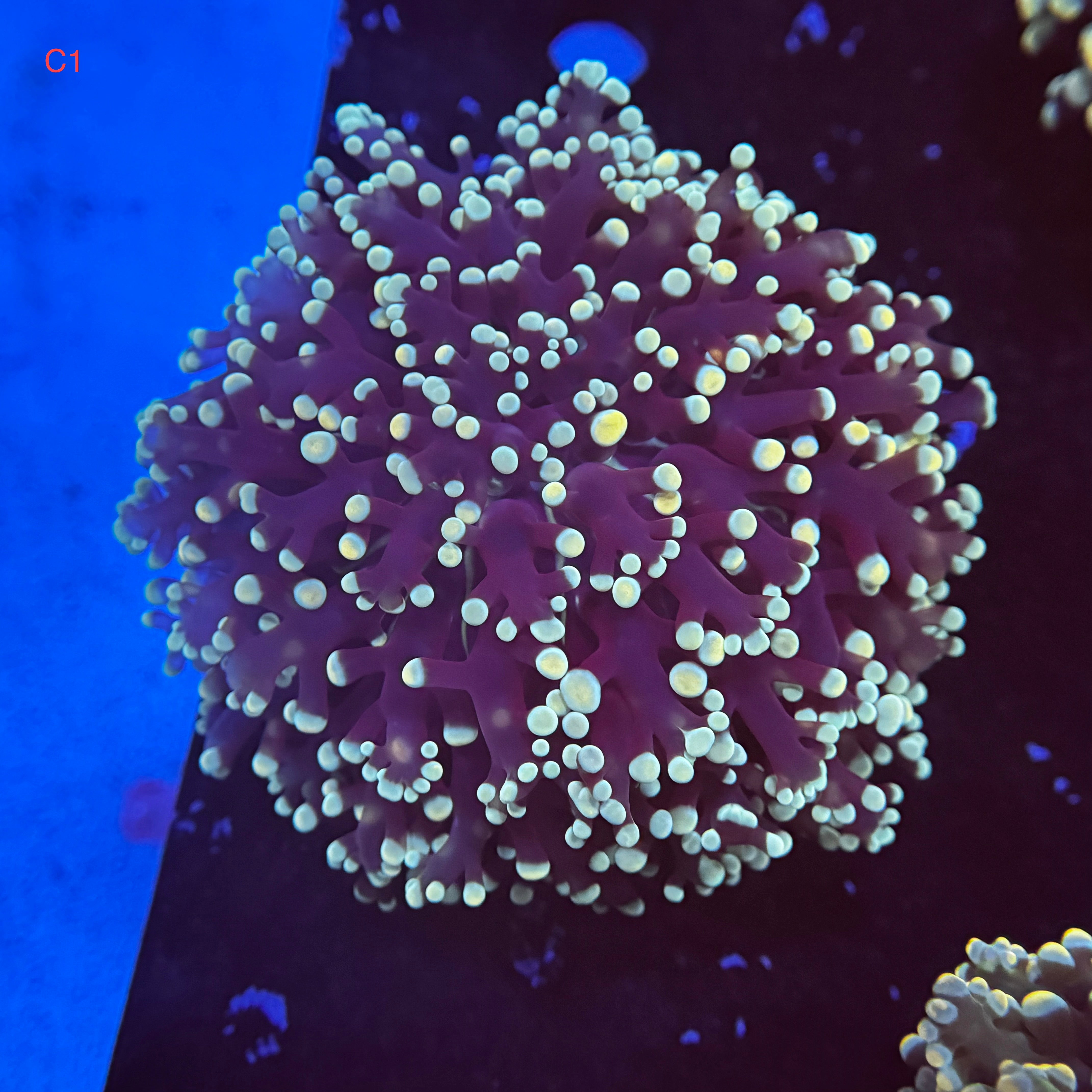 Dark Sapphire Kingspawn