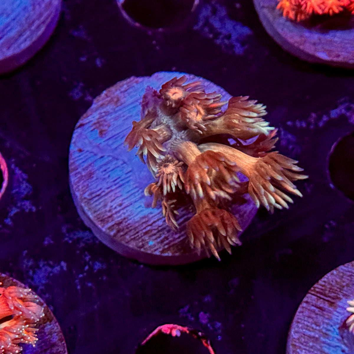 Rainbow Goniopora
