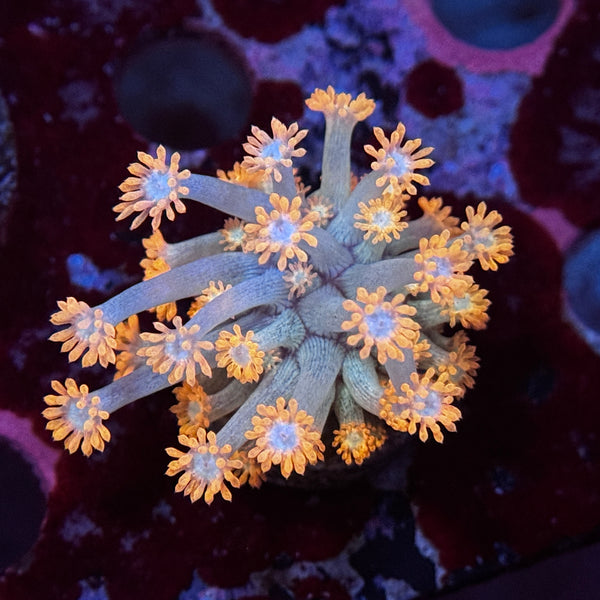 Valentine Goniopora