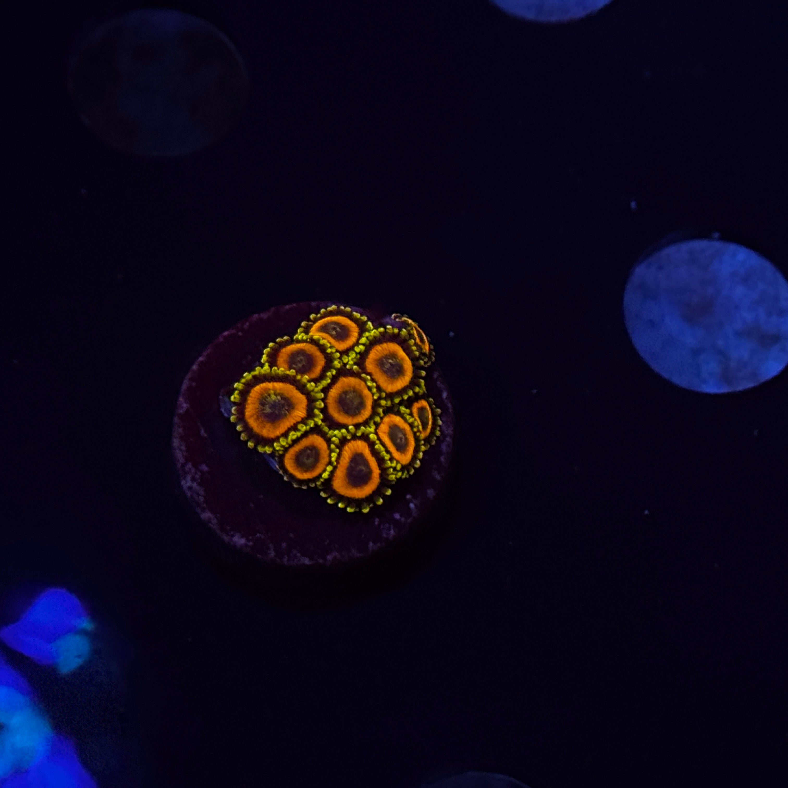 Jungle Juice Zoanthids