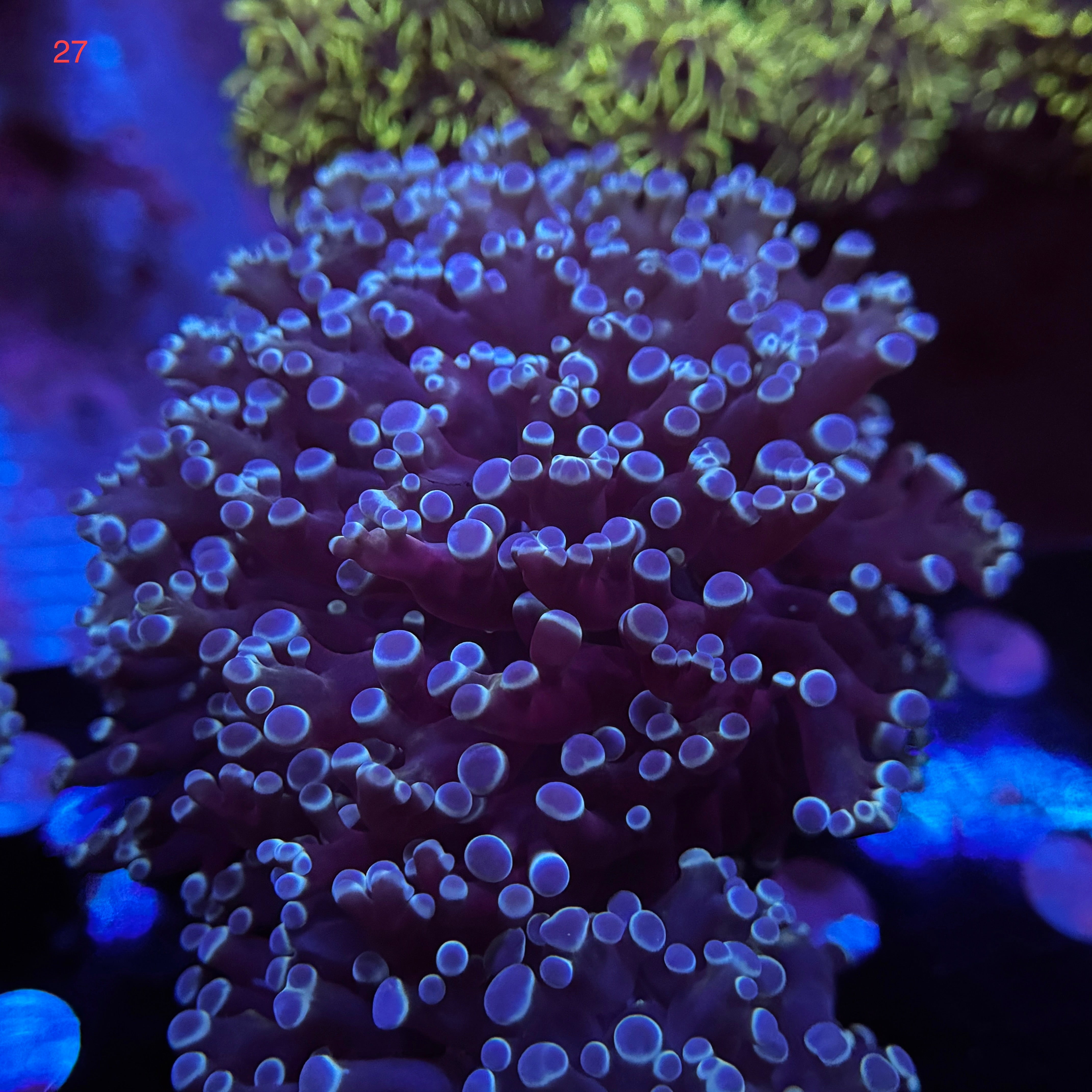 Blue Metallic Kingspawn