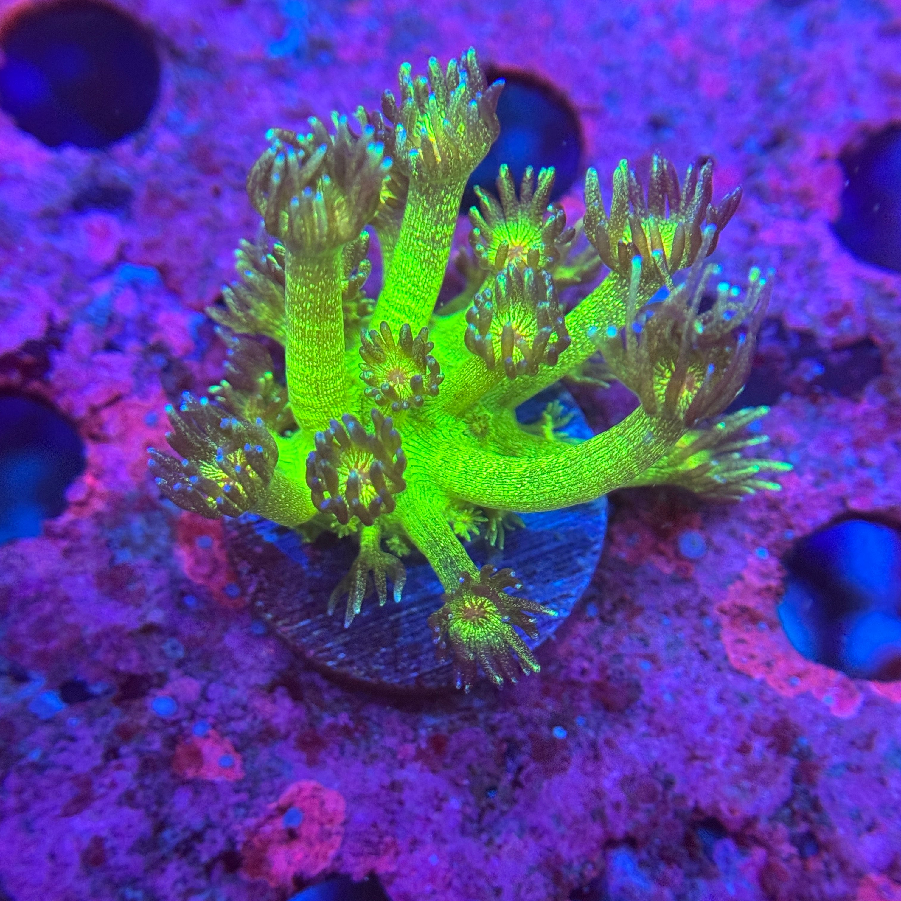 Glitterbomb Goniopora