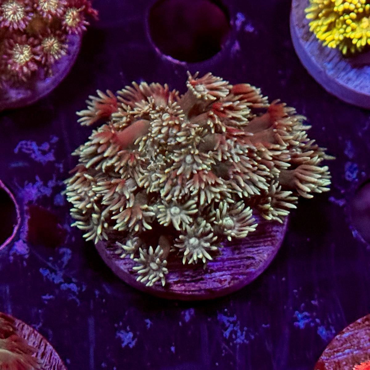 Rainbow Goniopora