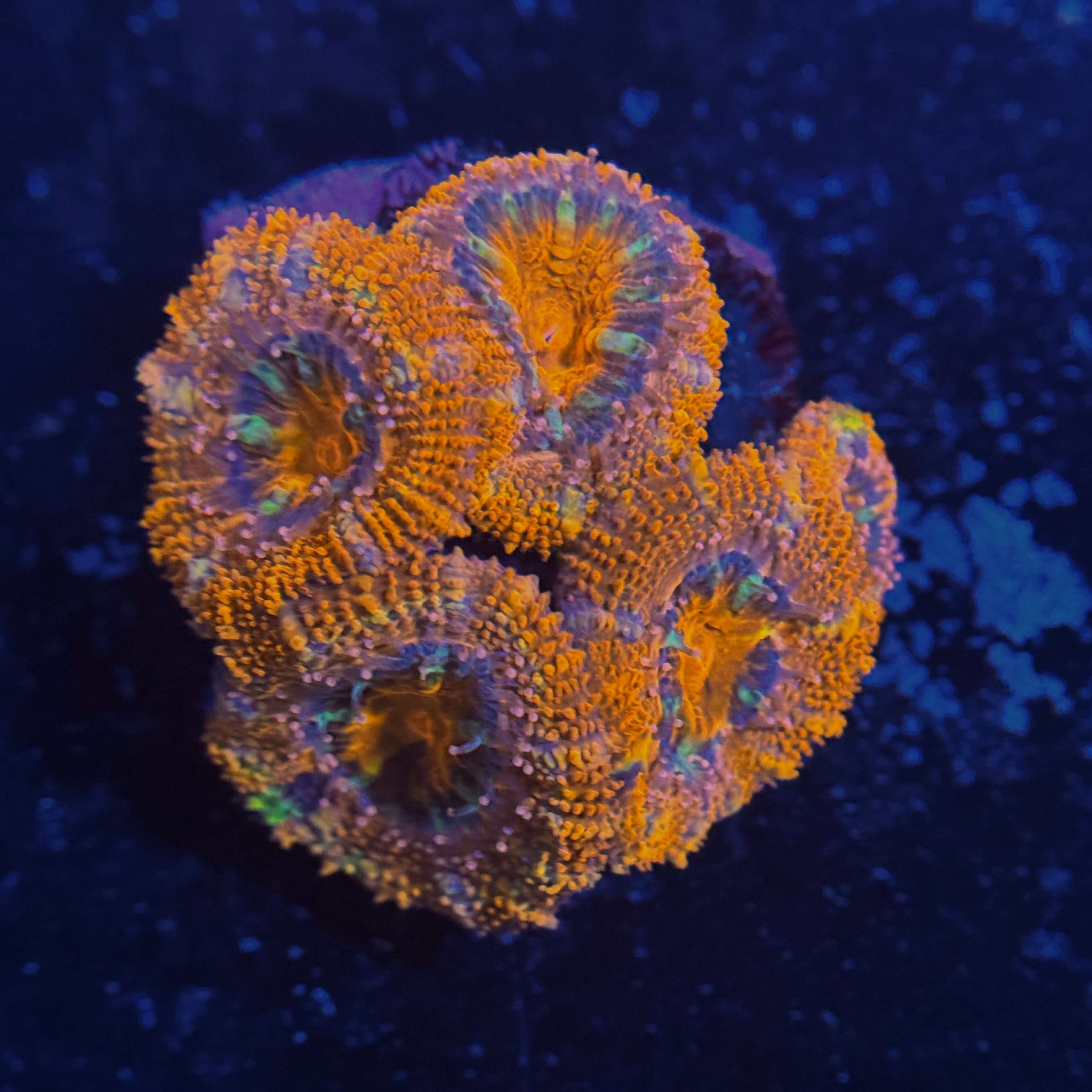 Rainbow Rim Acan