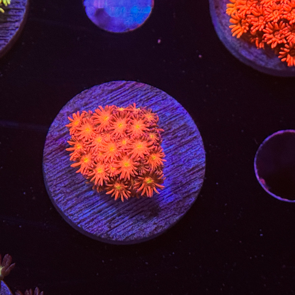 Orange Crush Goniopora