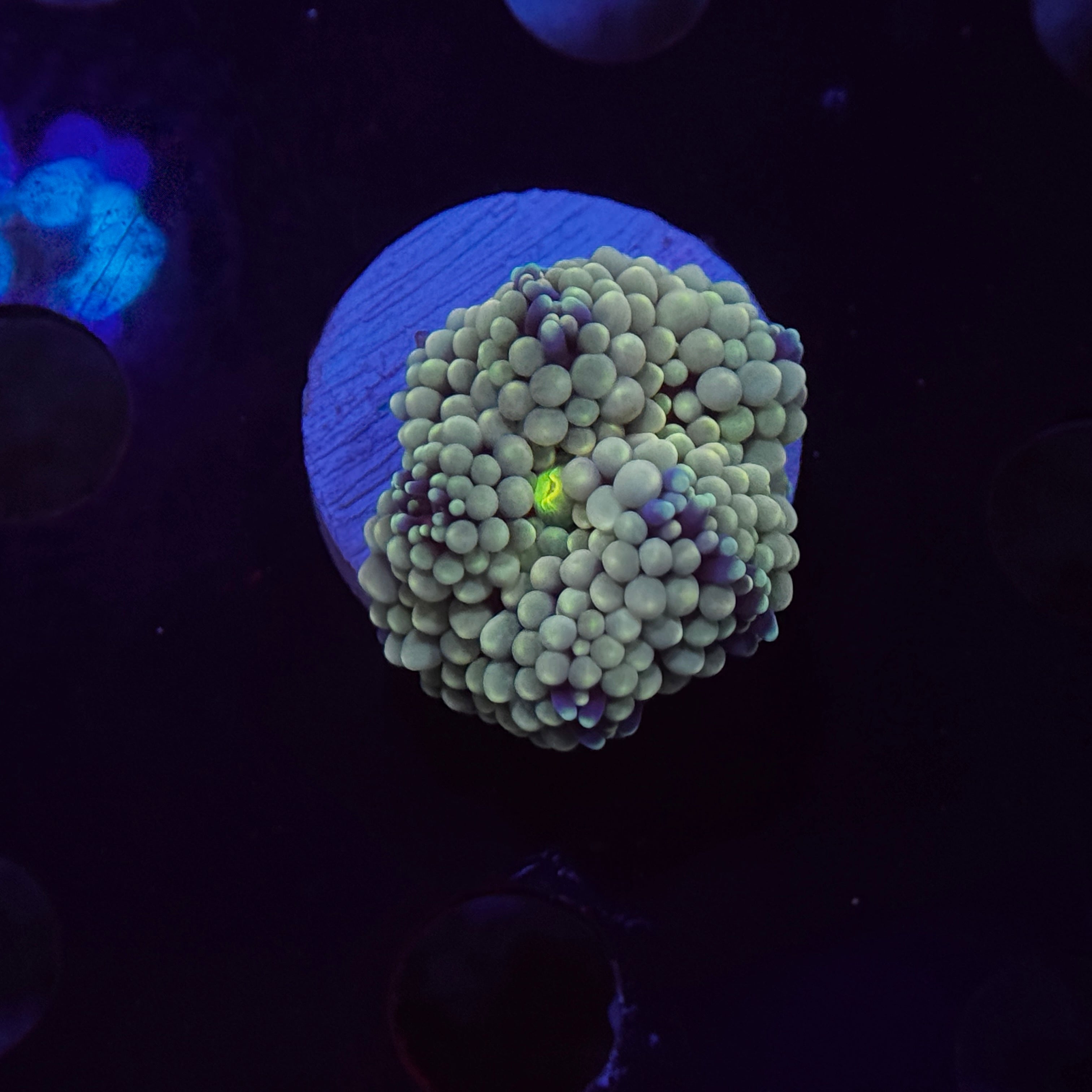 Rainbow Ricordea Mushroom